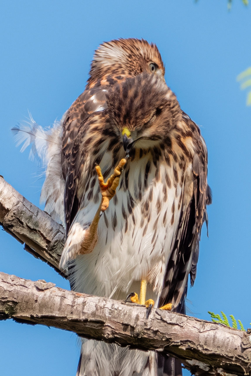 Cooper's Hawk (Juveline)