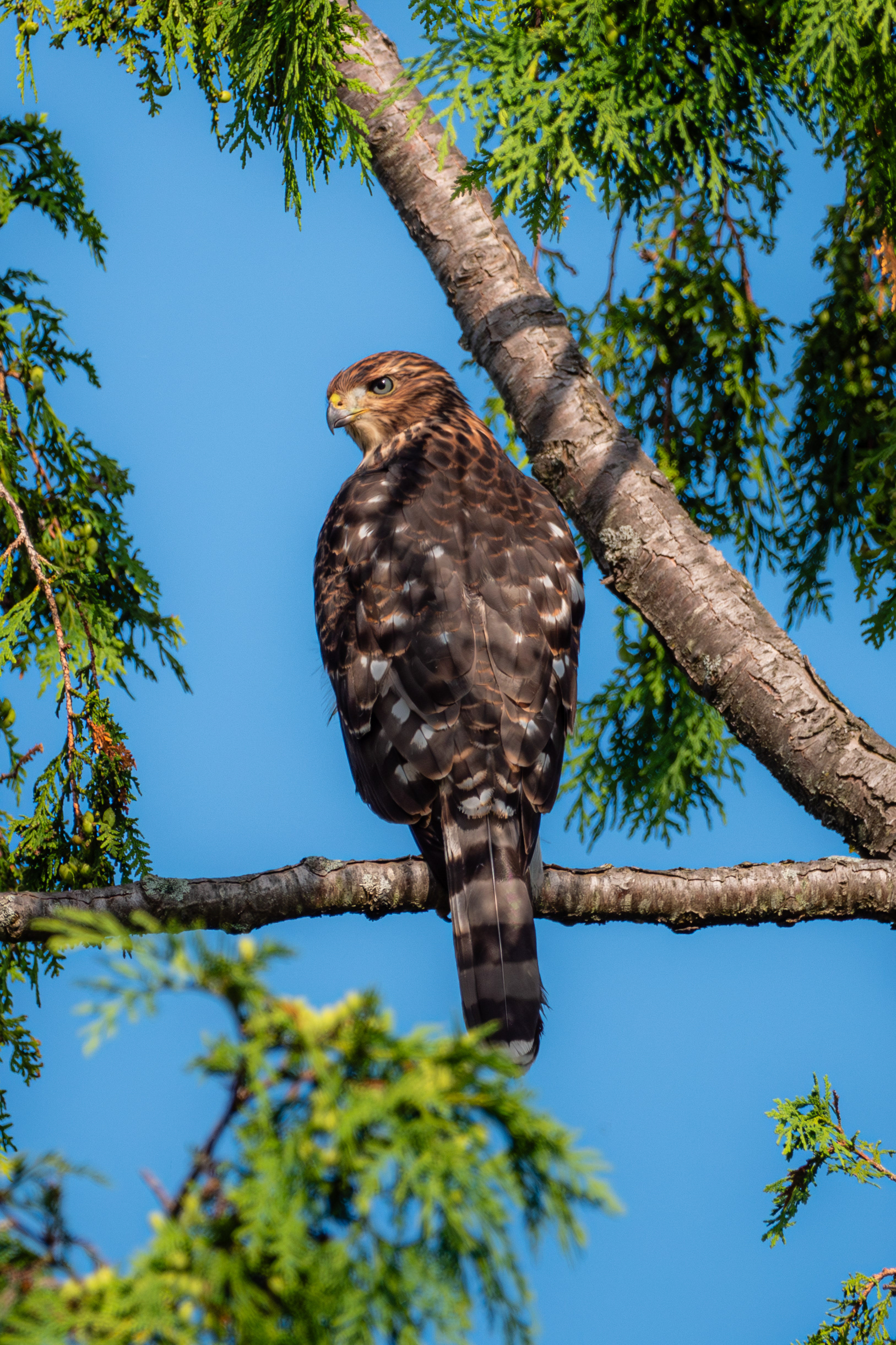 Cooper's Hawk (Juveline)