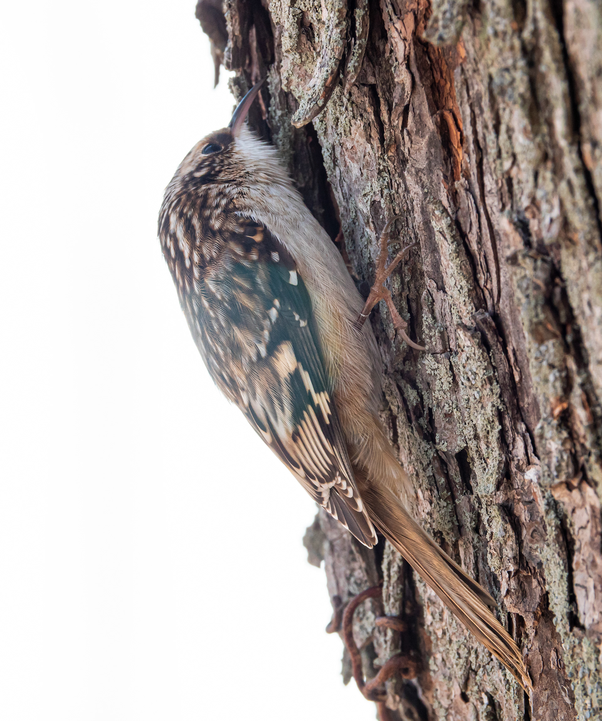 Brown Creeper
