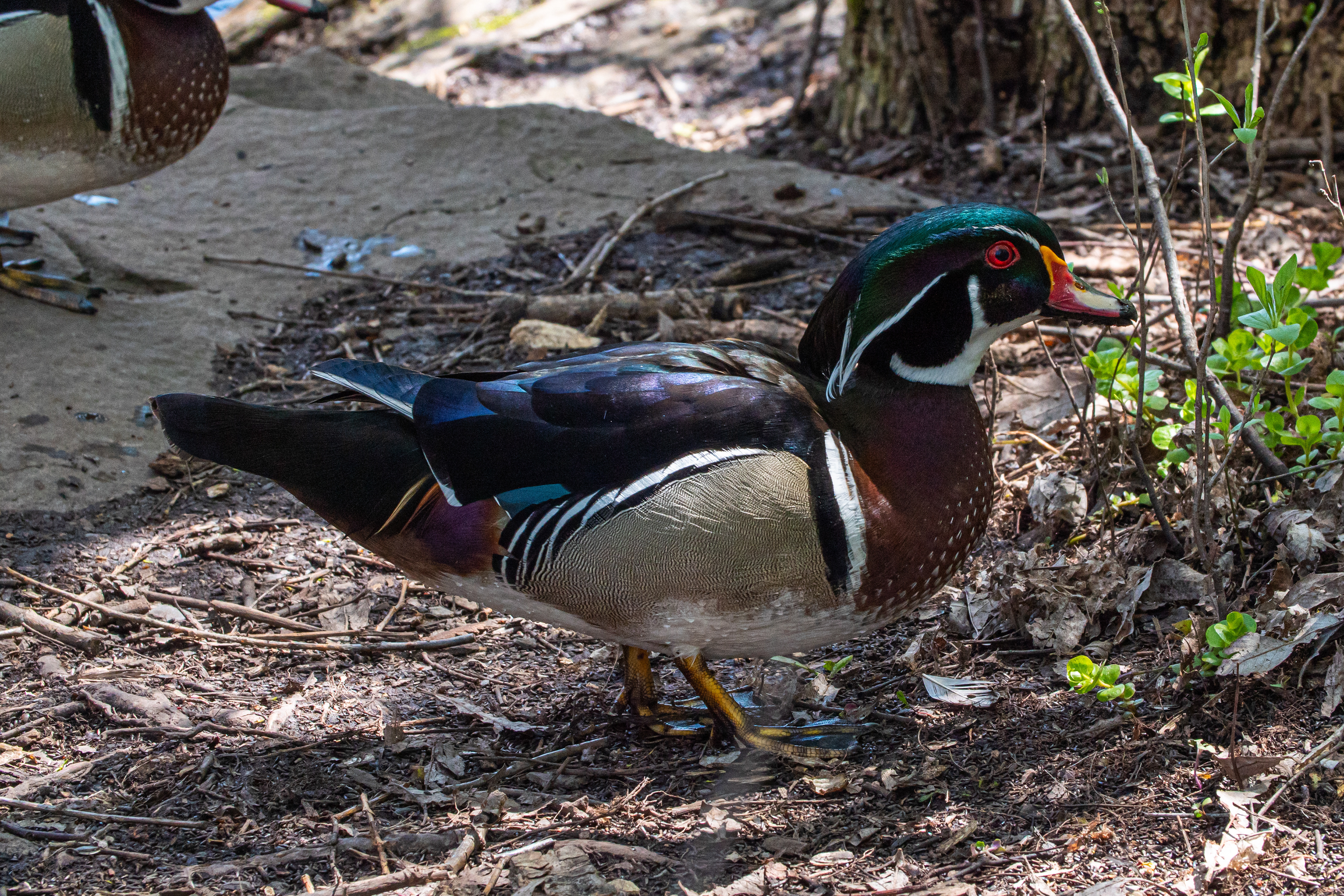 Wood Duck