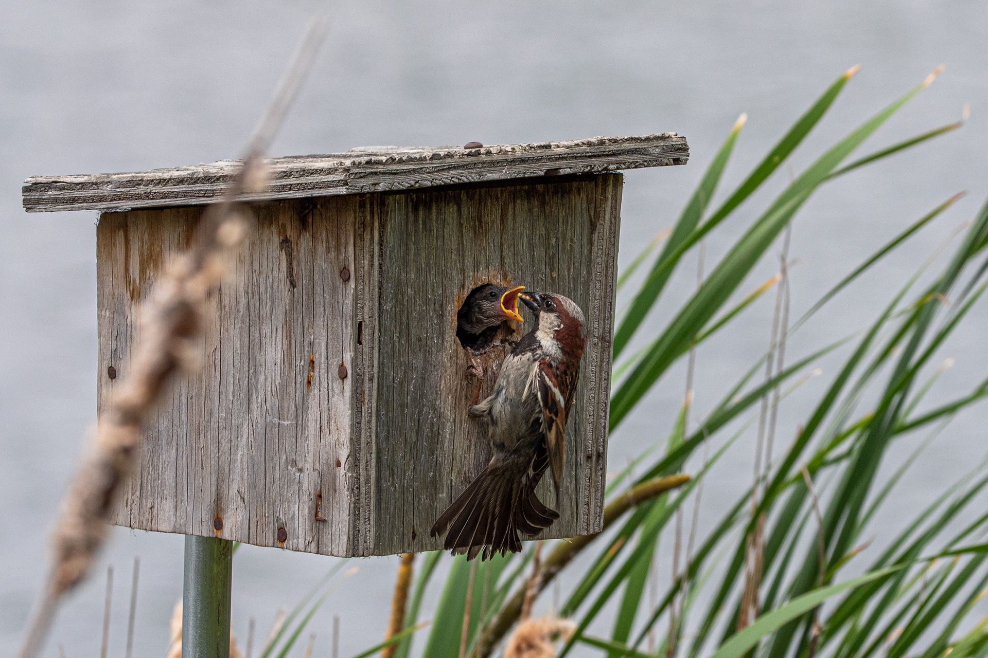 House Sparrow