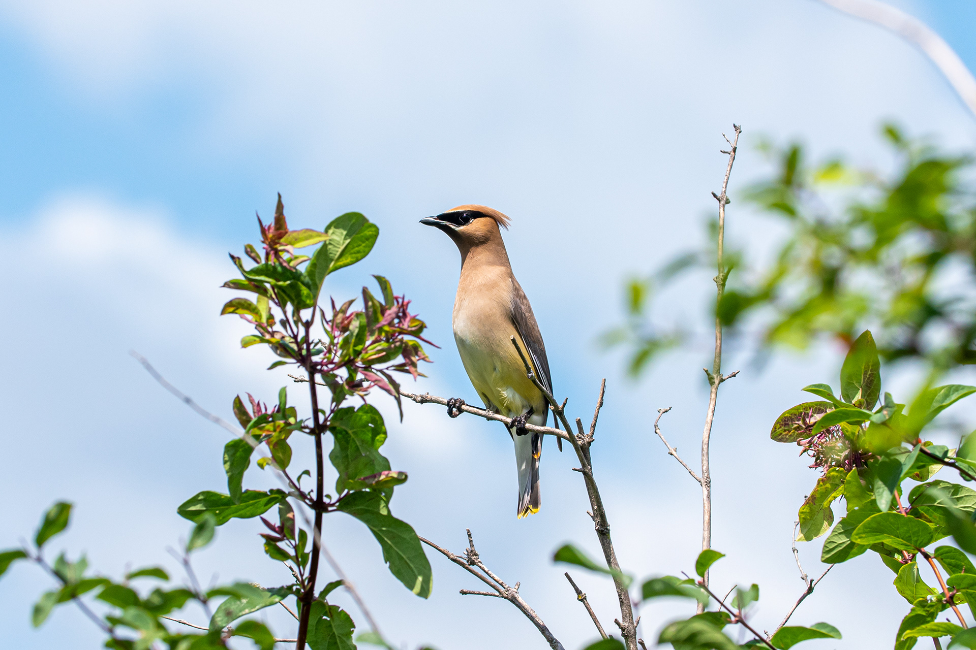 Cedar Waxwing