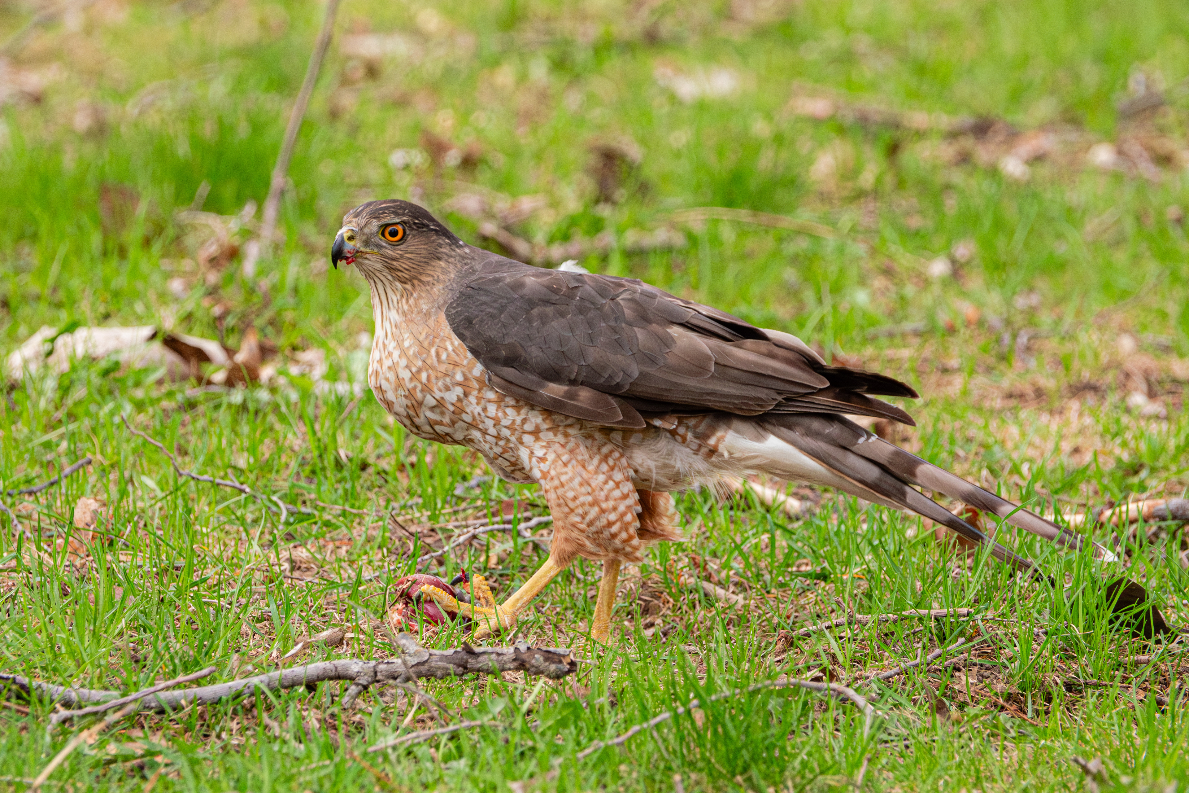 Cooper's Hawk