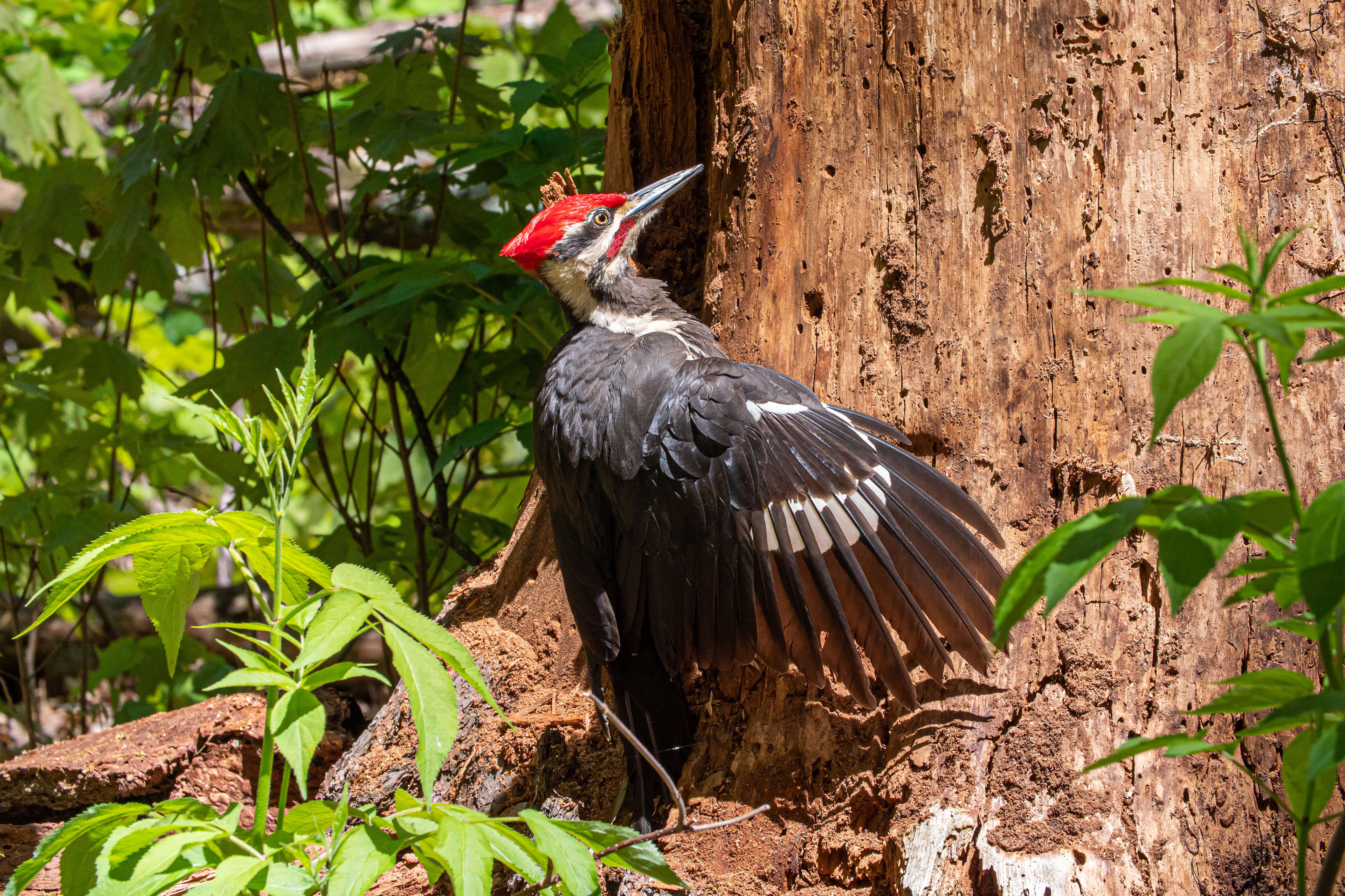 Pileated Woodpecker