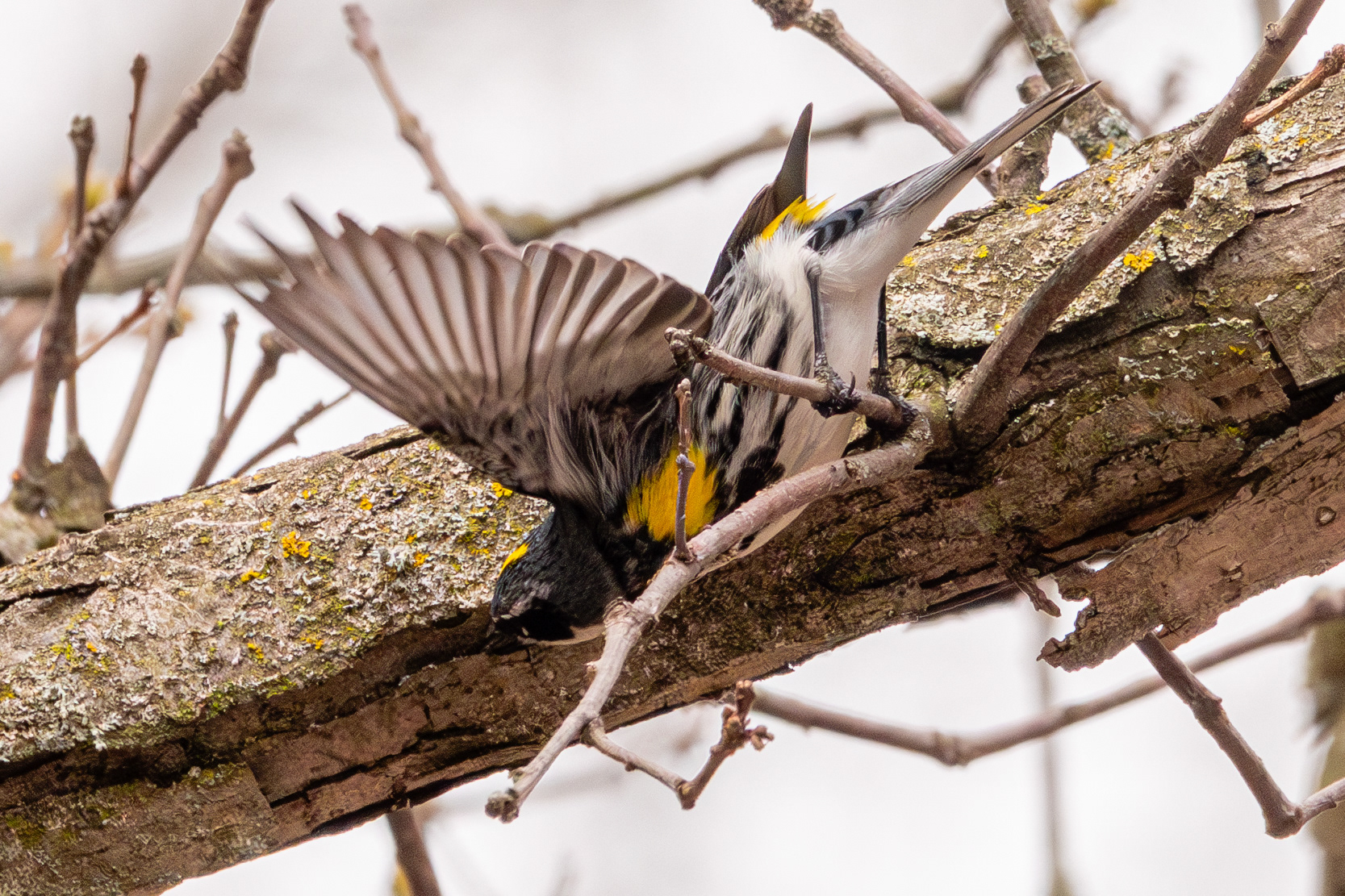 Yellow-rumped Warbler