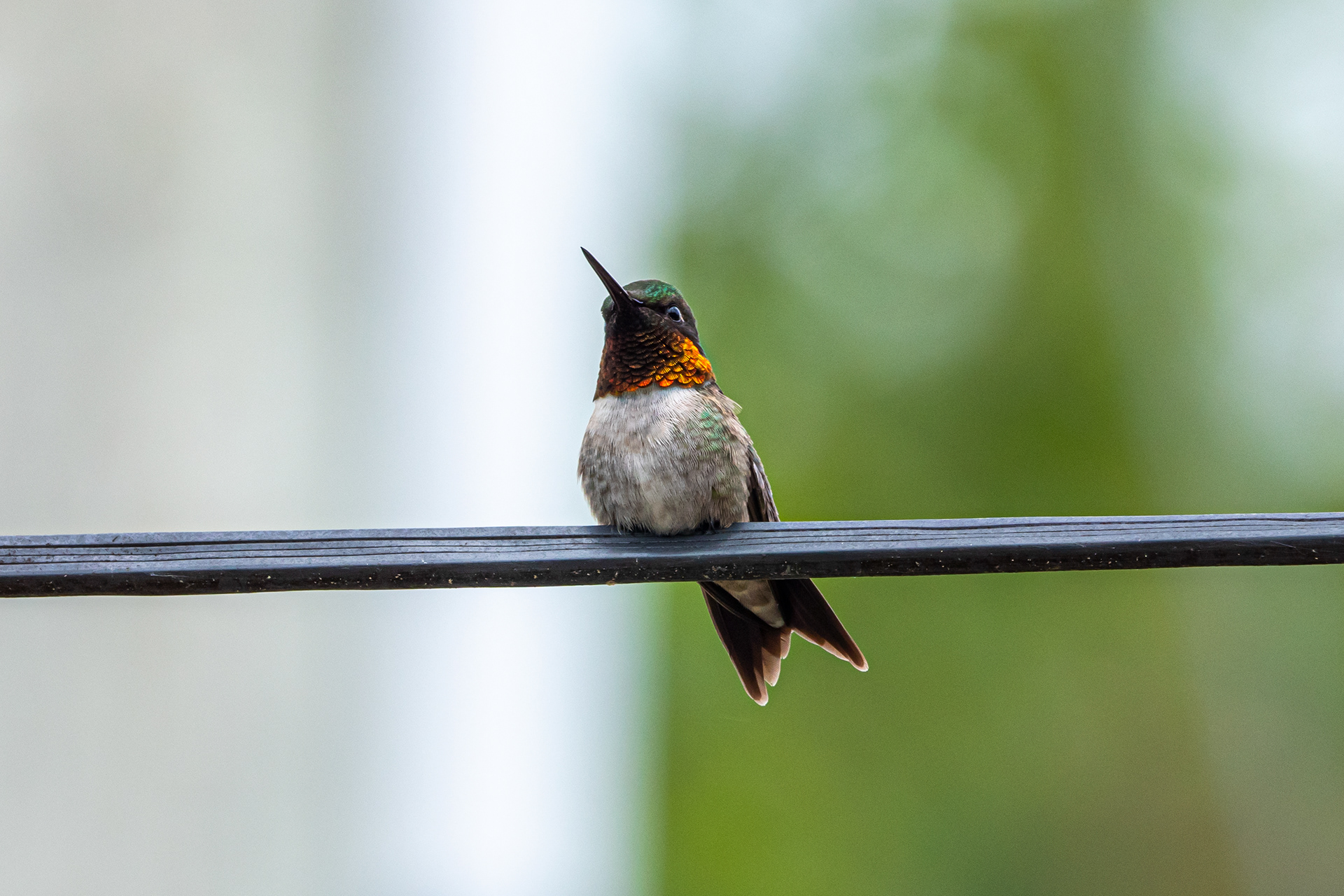 Ruby-throated Hummingbird