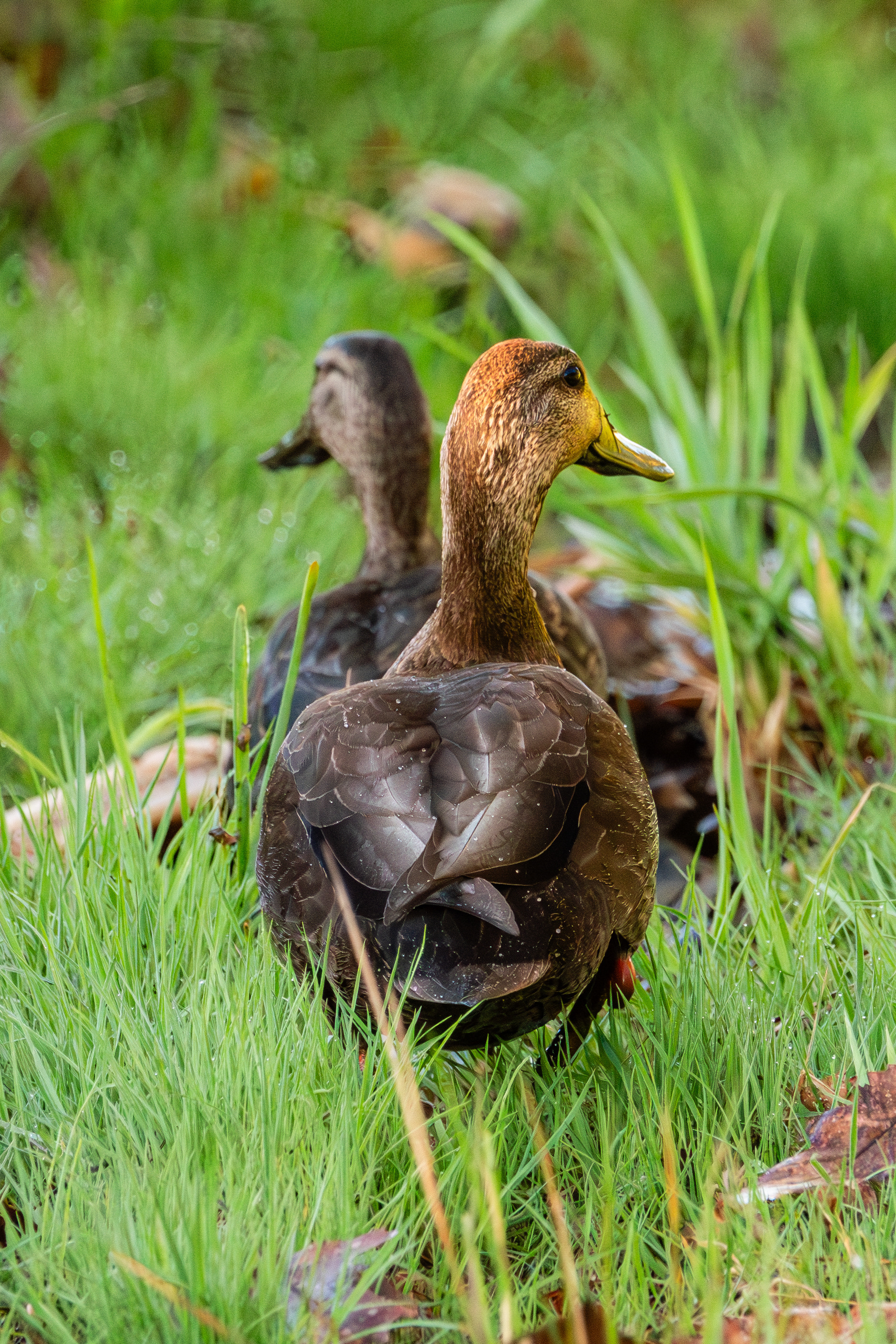 American Black Duck