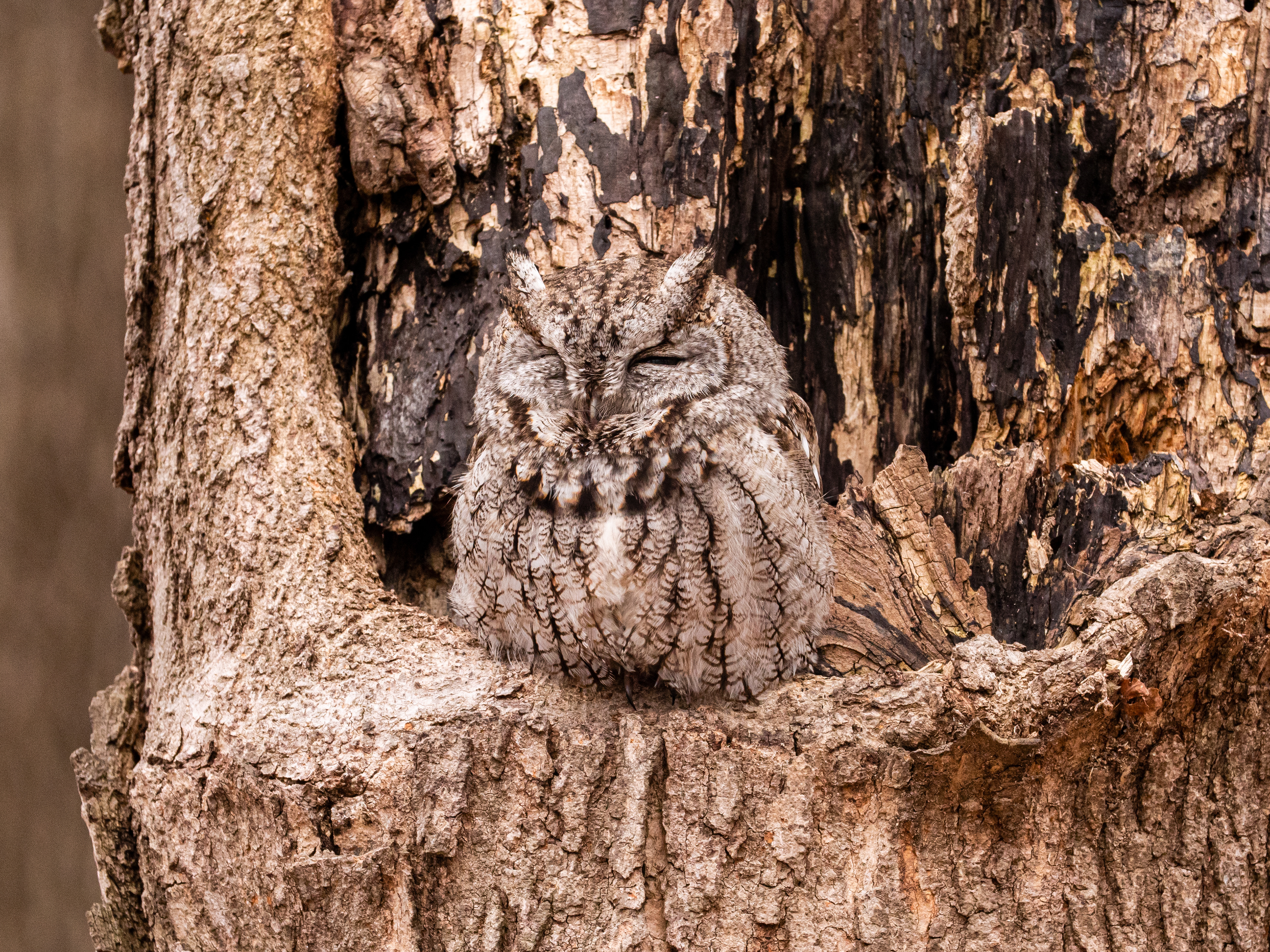 Eastern Screech Owl