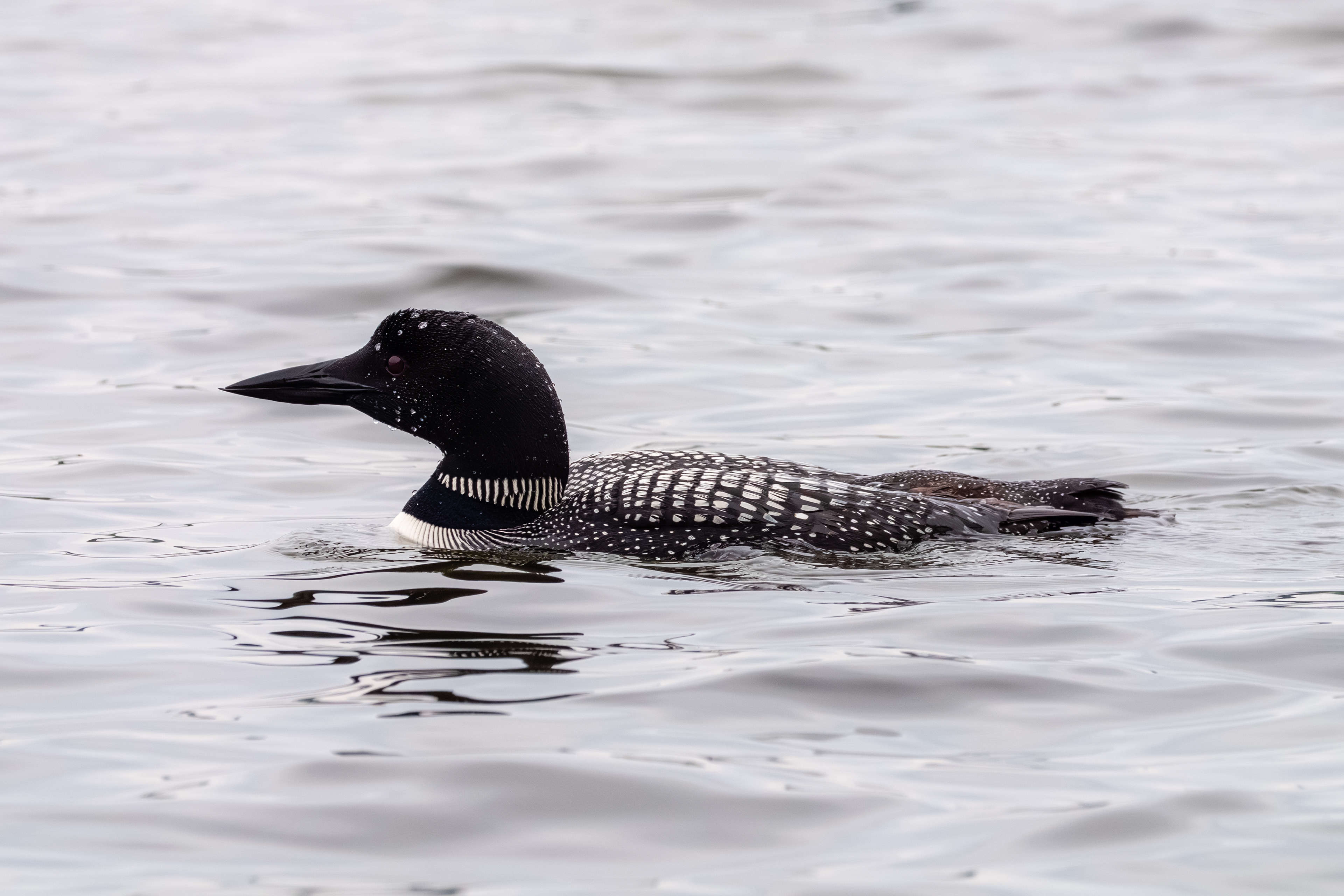 Common Loon