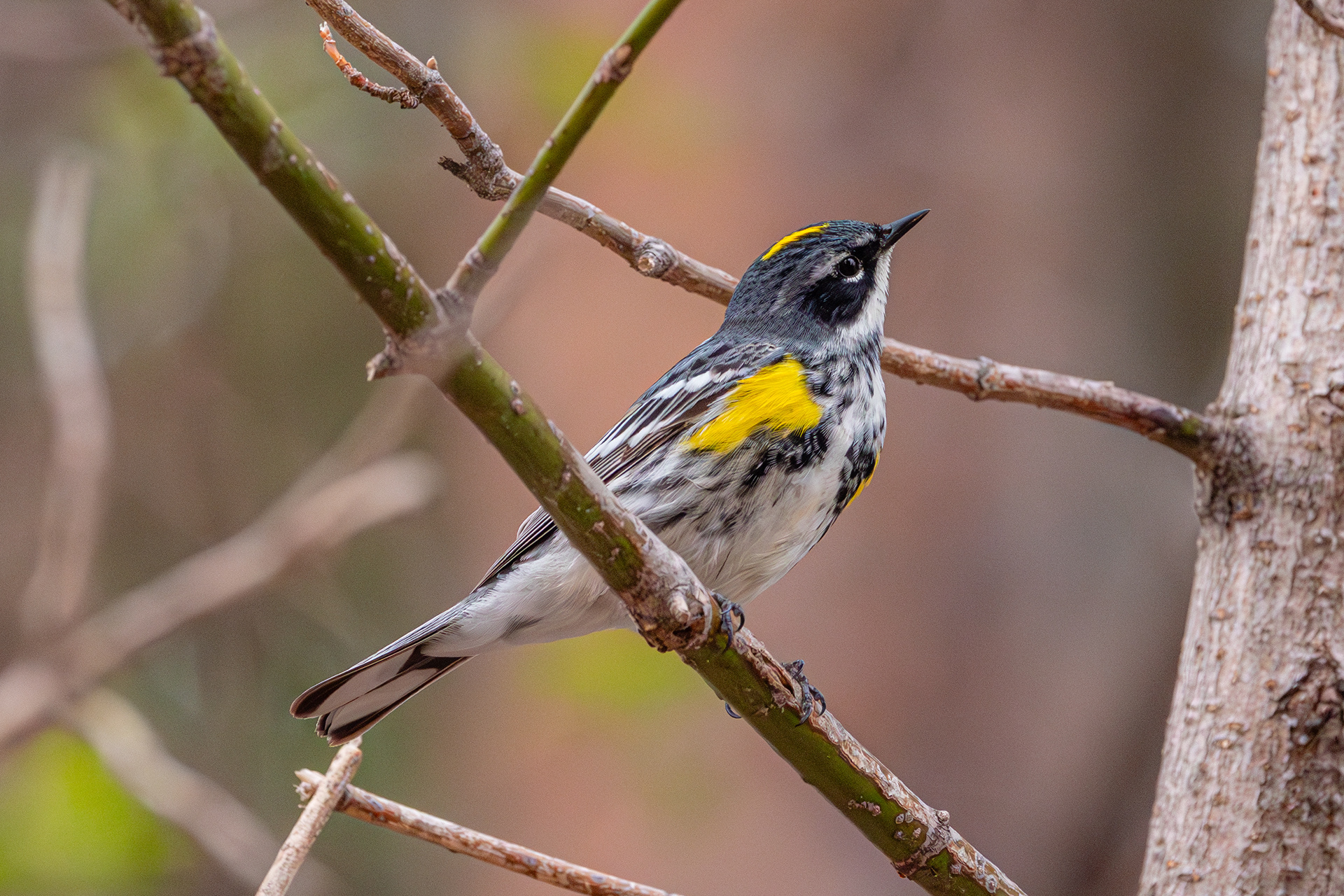 Yellow-rumped Warbler