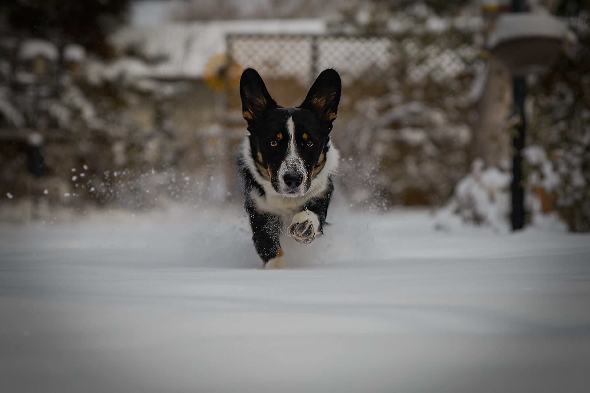 Running in the snow