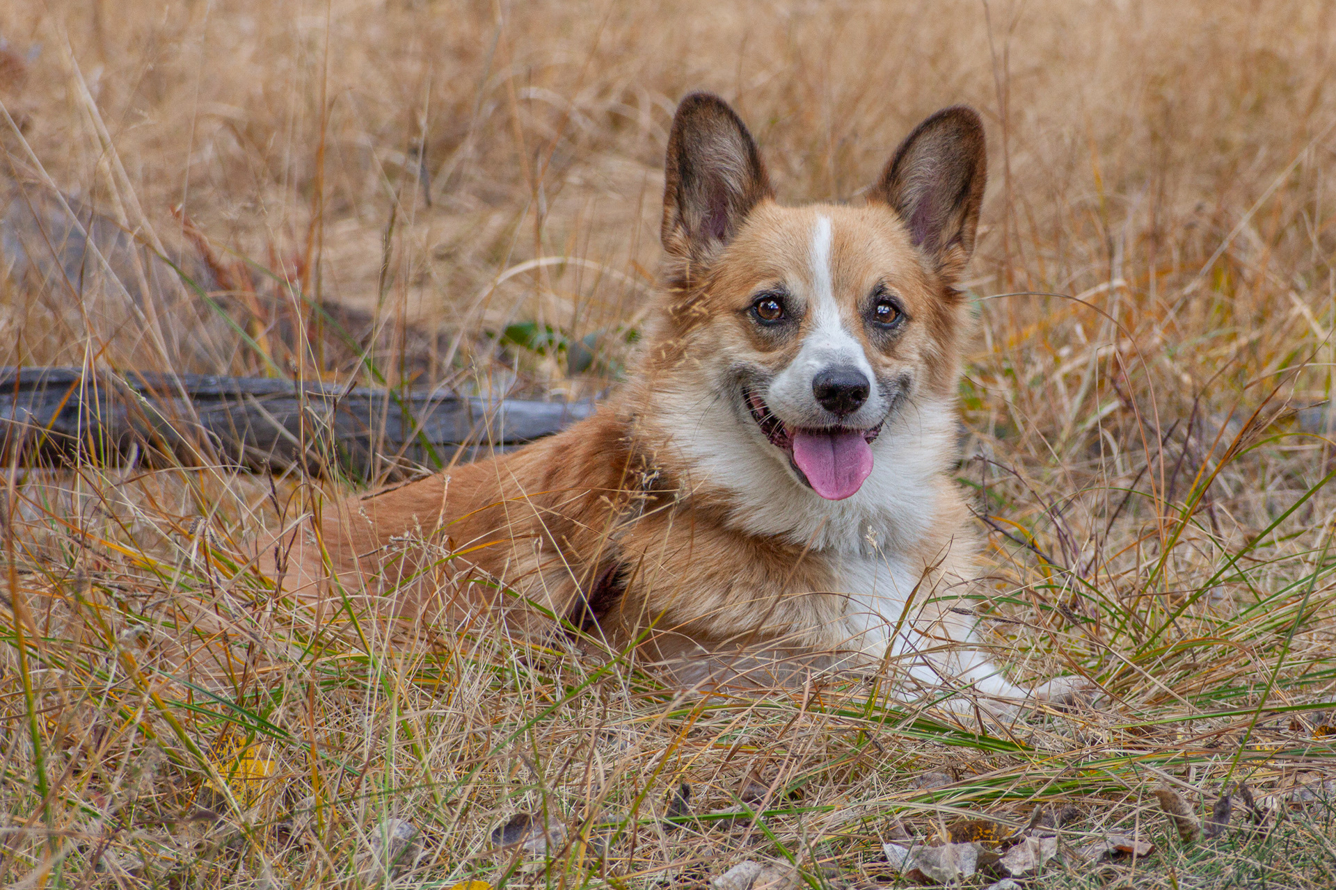 Puck, 2009 (always in our memory)