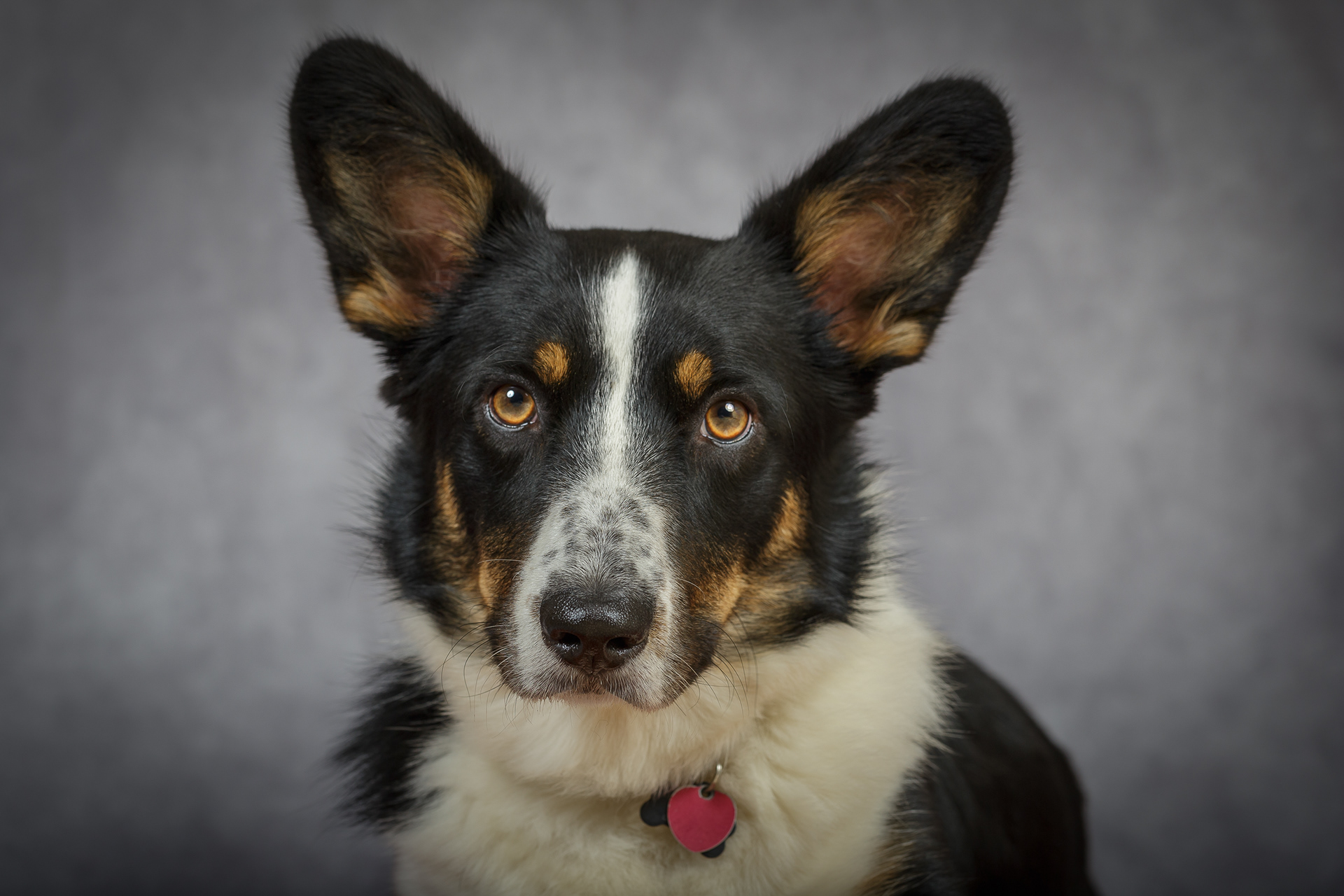 "Do I get a cookie now?"