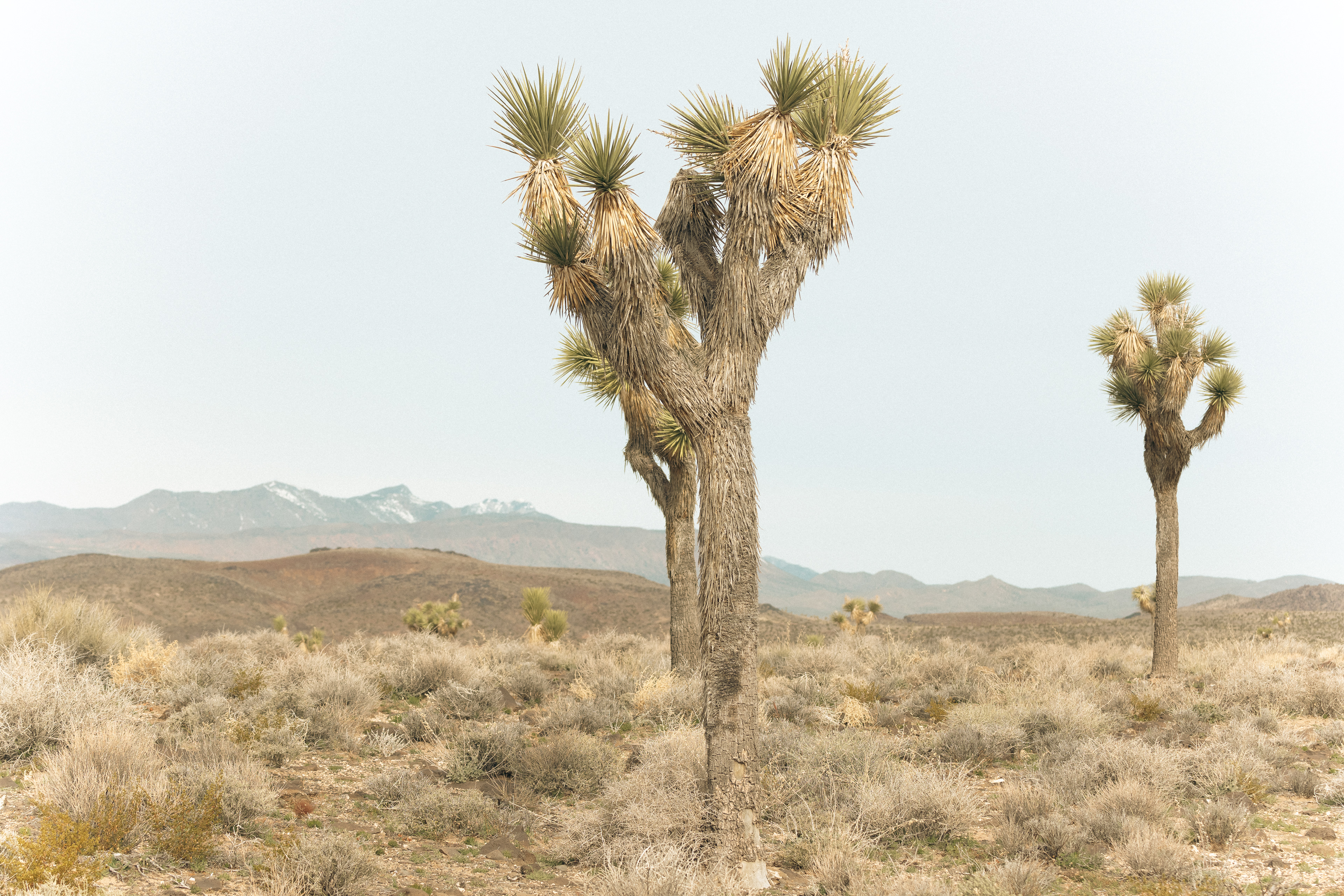 Mojave National Preserve