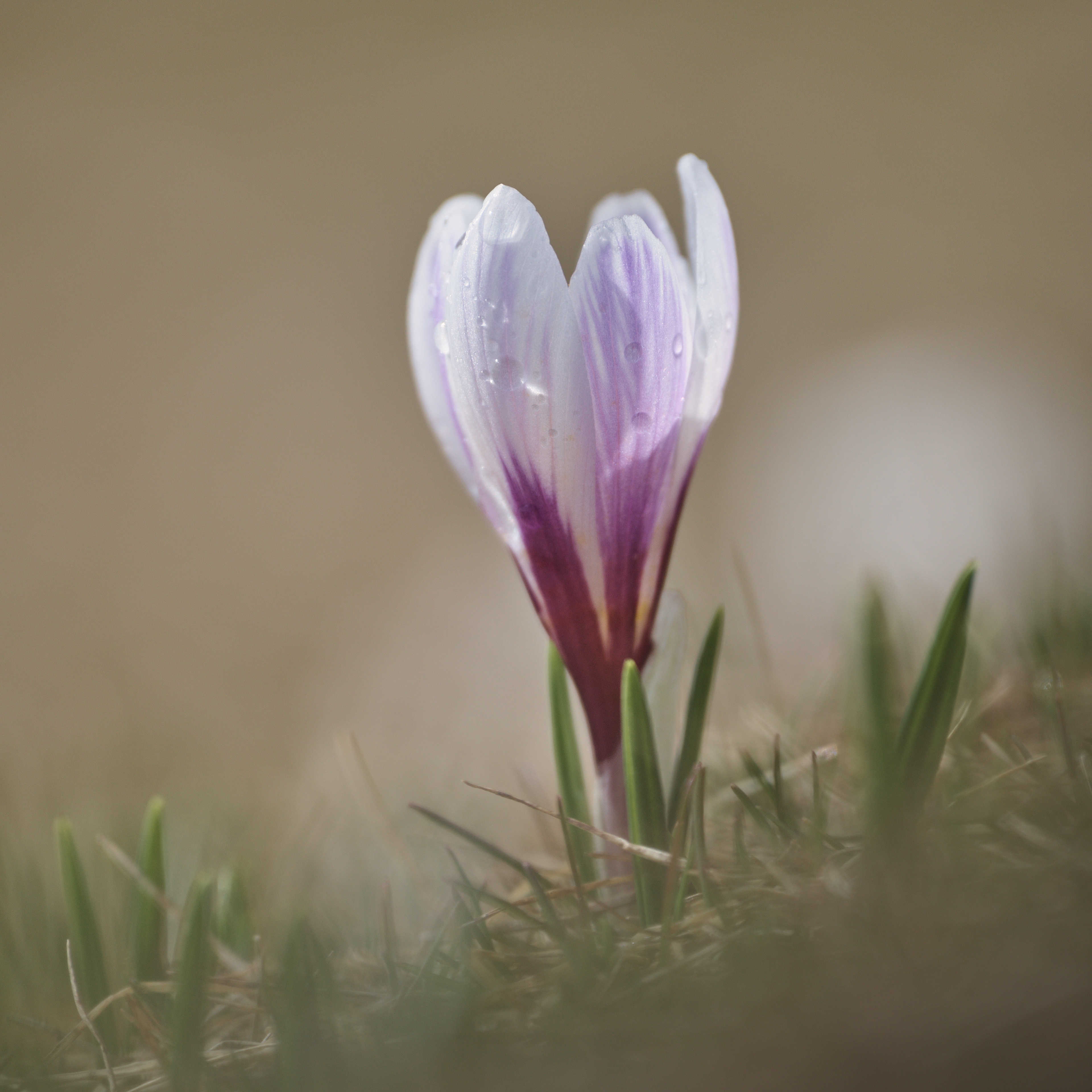 APRILE