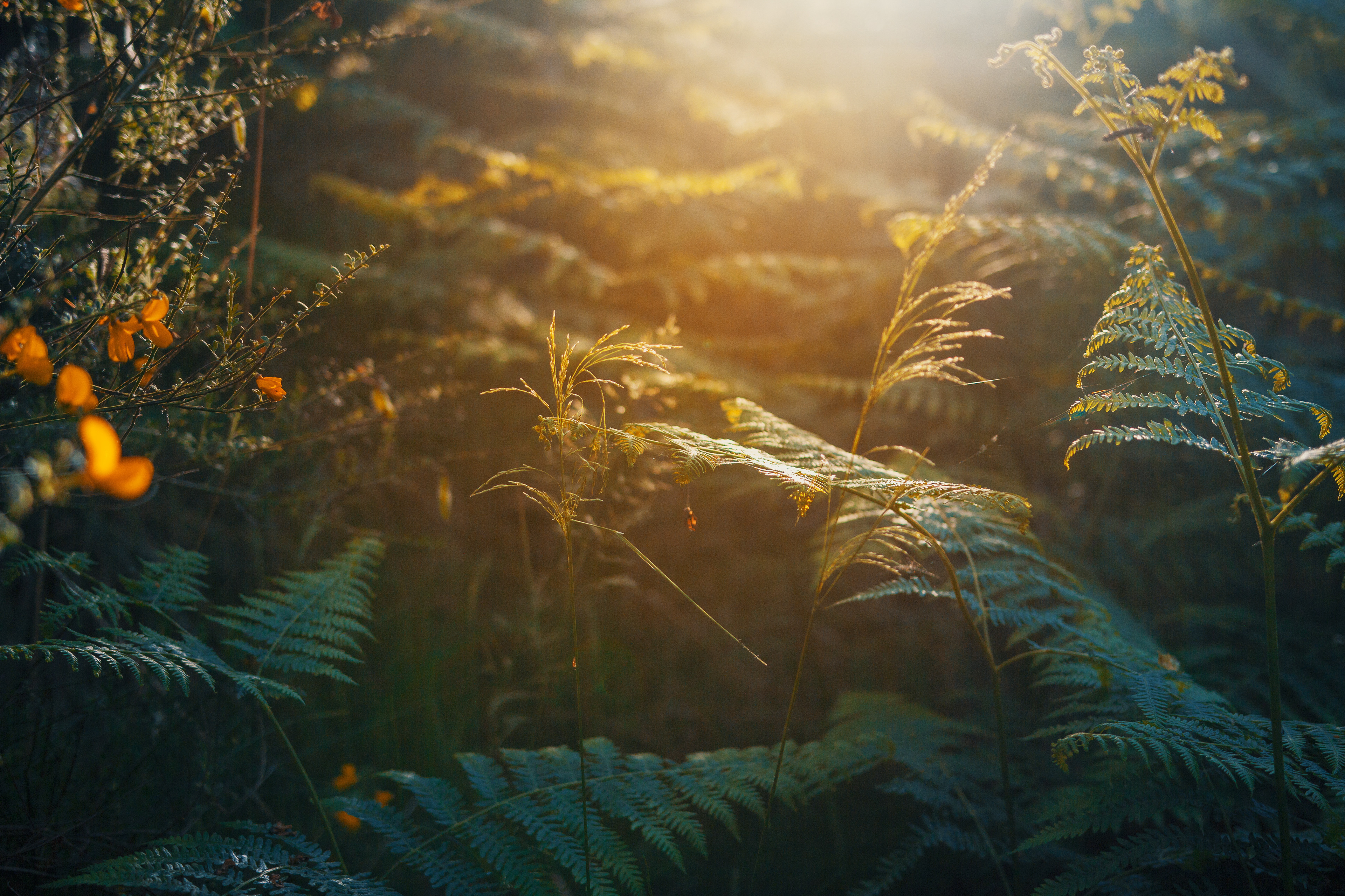 Bracken in the sunlight