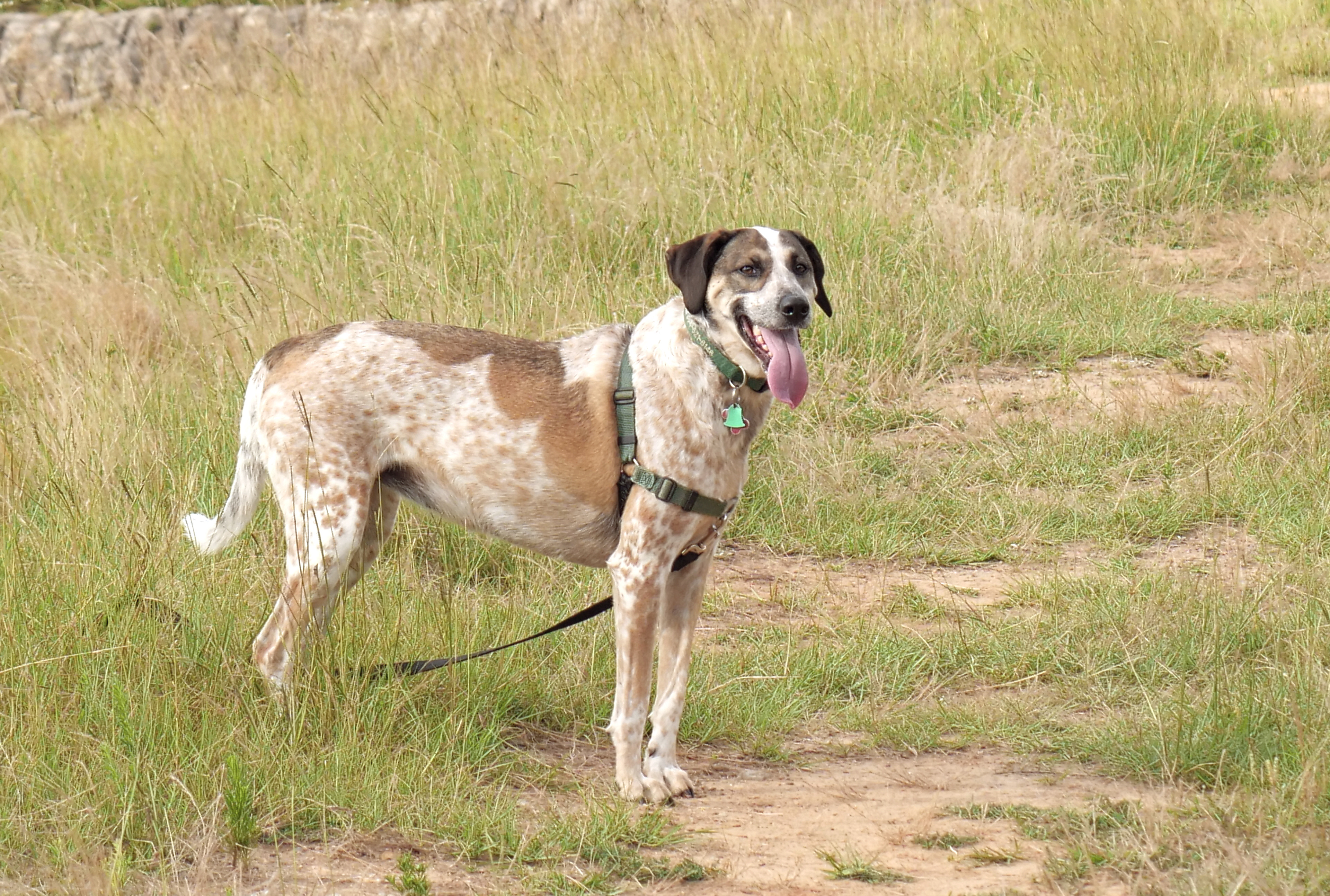 My Dog!