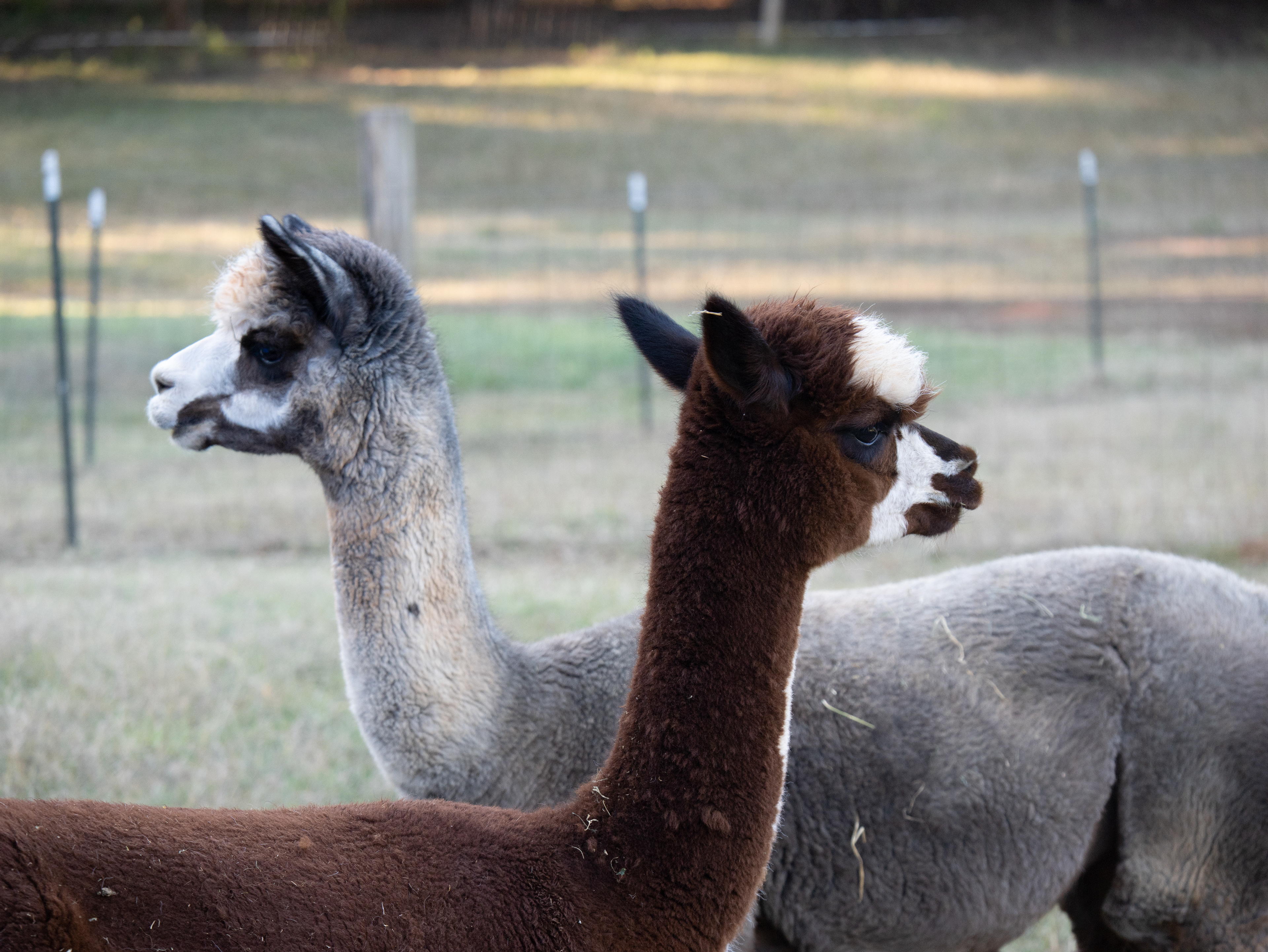 Alpacas from the On Again Off Again farm.