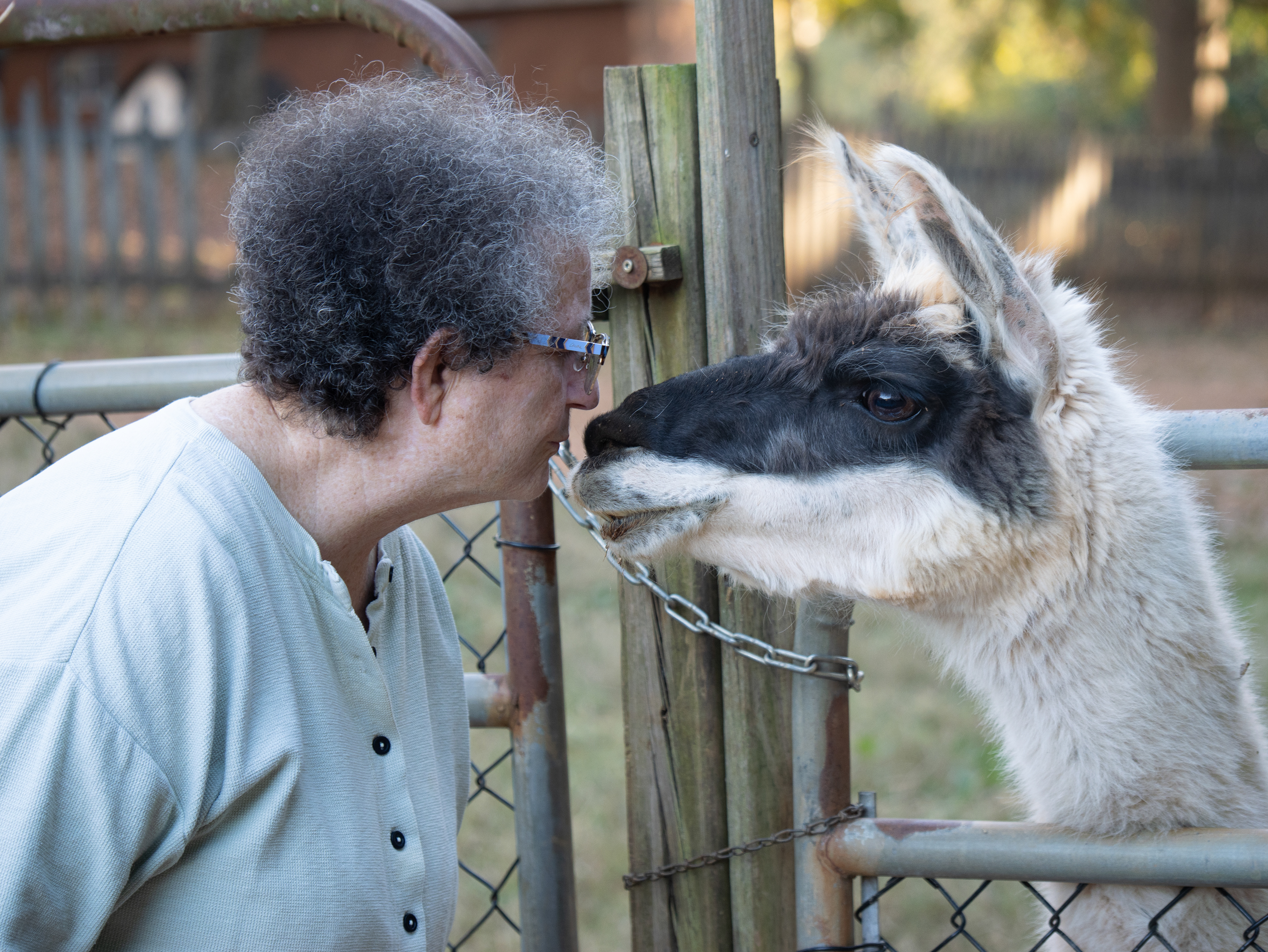 A Llama with his mama.