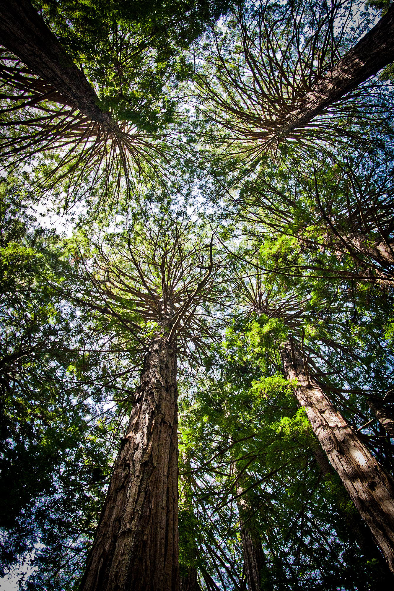MUIR WOODS -California- ©Prouzak