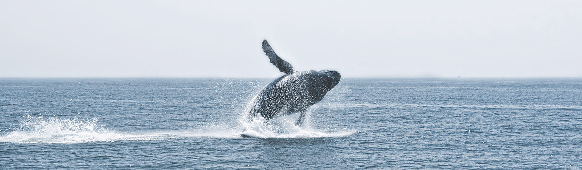 PUERTO VALLARTA ©Prouzak