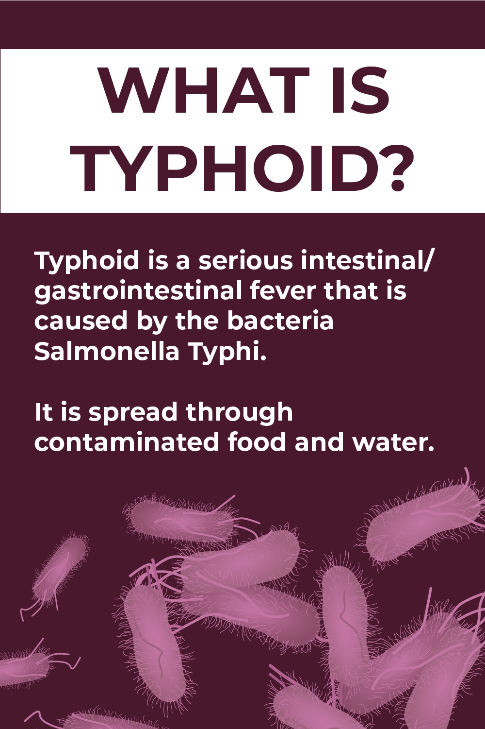 A dark maroon image that has an illustration of the bacteria Salmonella Typhi at the bottom. The bacteria are a light purple and oblong shaped. They have little hair like protrusions all over. It also has multiple long spaghetti like protrusions that are thicker, longer and less frequent than the others. There are 12 of these at the bottom randomly placed. The text is above and reads  "What is Typhoid? Typhoid is a serious intestinal/ gastrointestinal fever that is caused by the bacteria Salmonella Typhi. Typhoid is spread through contaminated food and water."