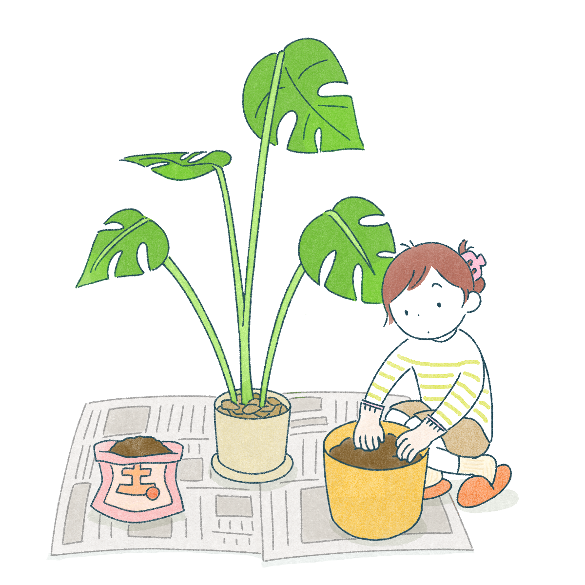 植え替え中