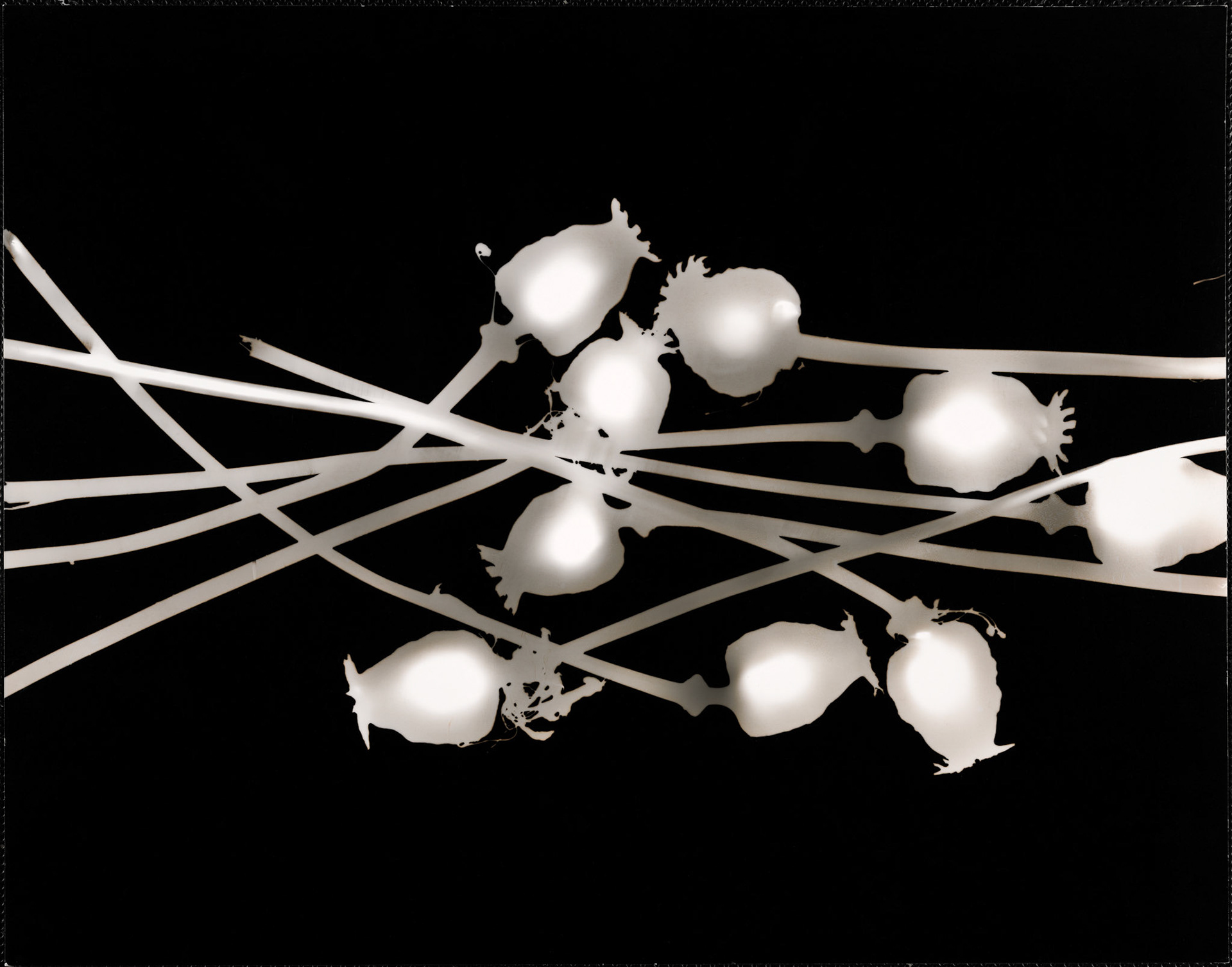 Christine Ljubanovic, Pavots, Photogramme, 1999.