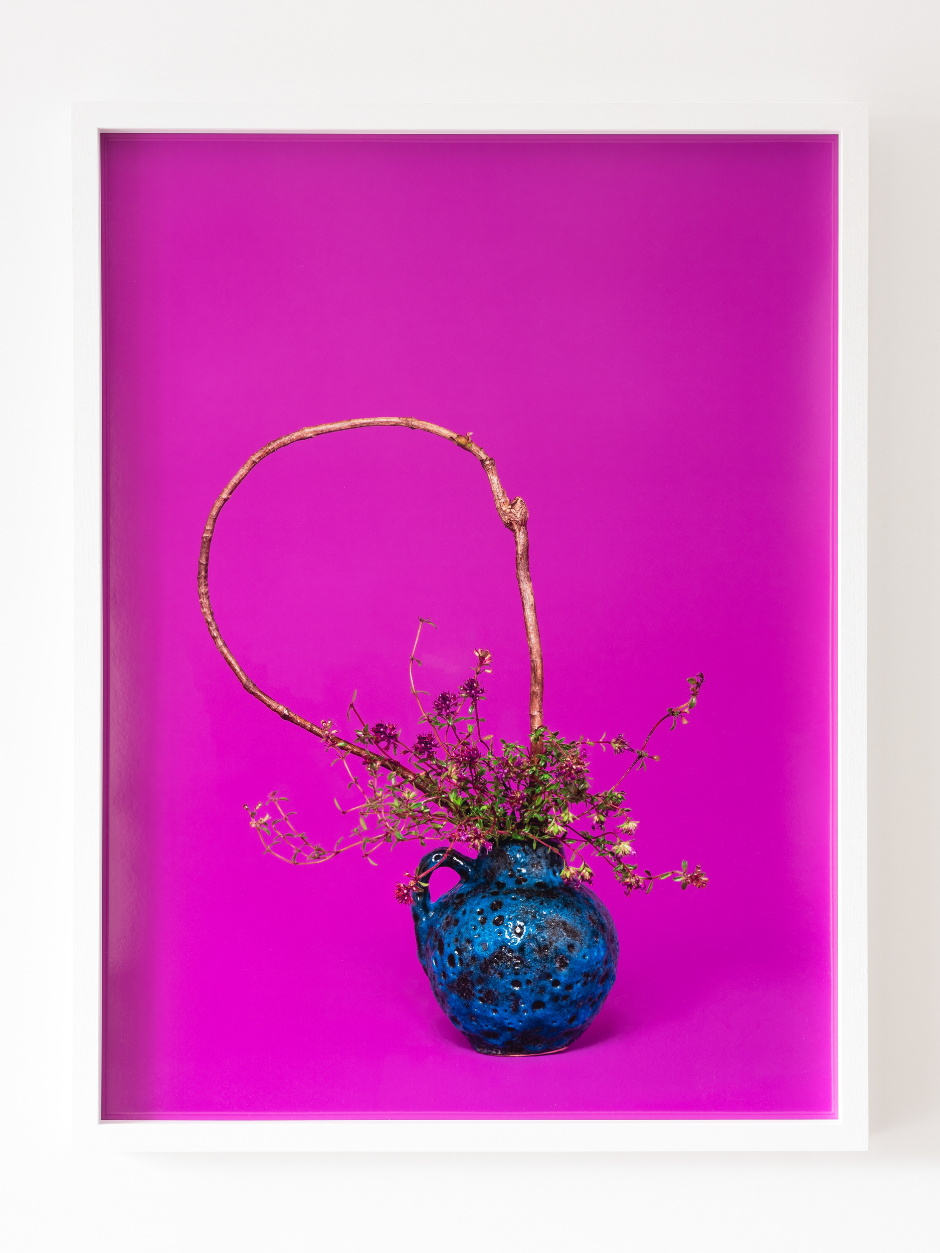 The Oracle, Thyme (Thymus sp.) (2021), pigment print, installation detail: A Lovers’ Herbal, PHOTO OP. Photo: Hamish McLaren, Skar Image Lab.