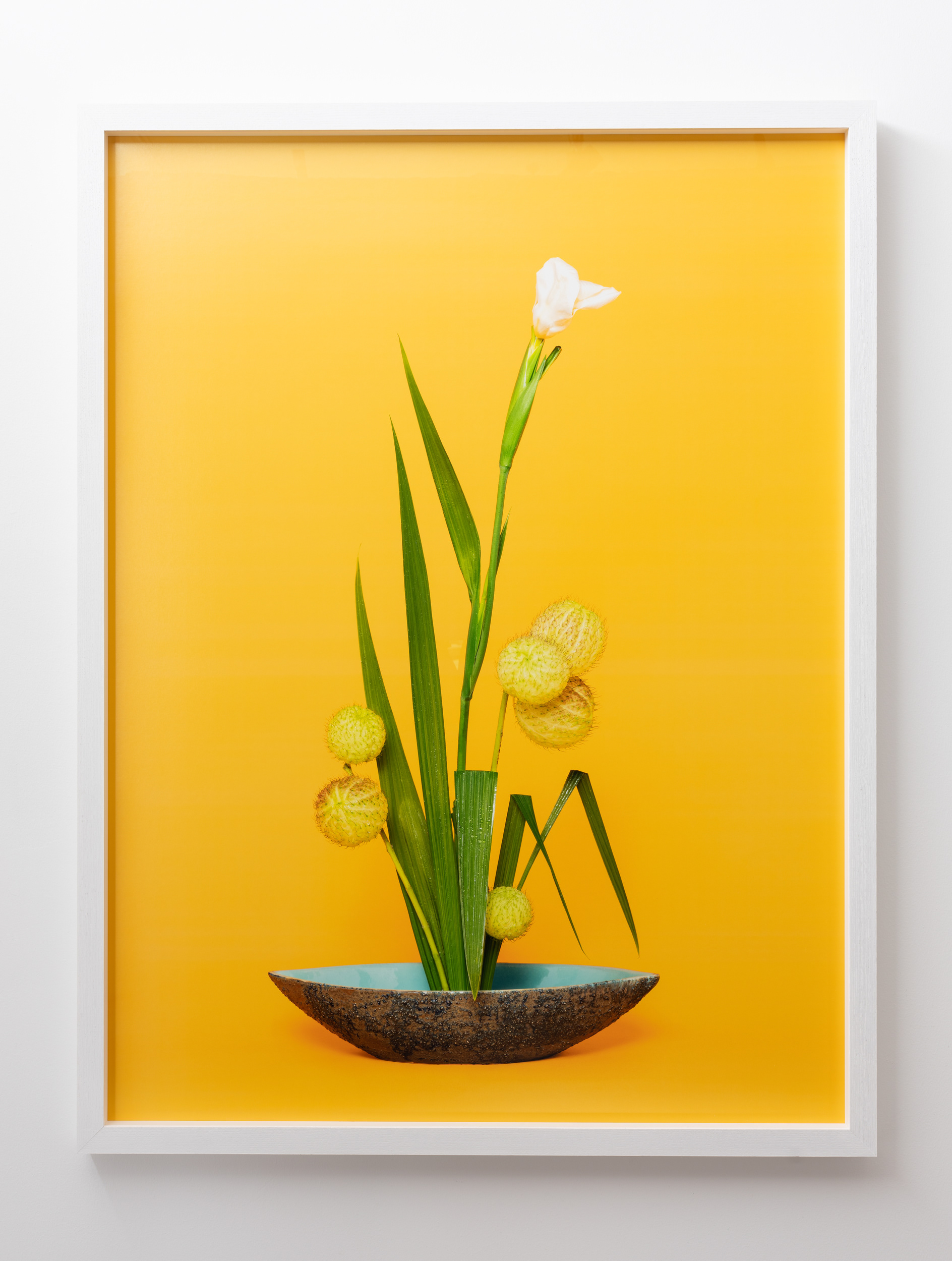 The Super Model, Iris (Iridaceae sp.) (2020), pigment print, installation detail: A Lovers’ Herbal, PHOTO OP. Photo: Hamish McLaren, Skar Image Lab.