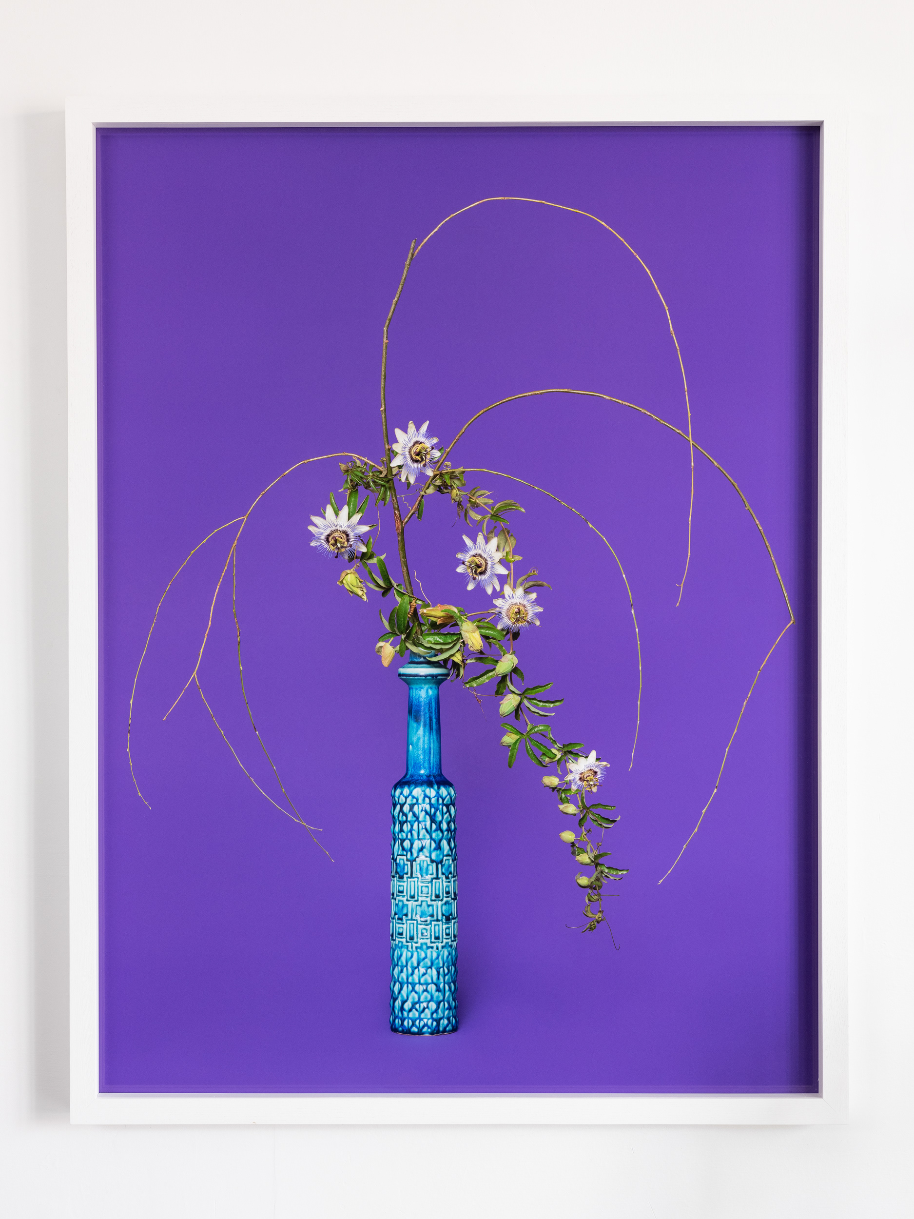 The Justice, Willow (Salicaceae sp.) (2020), pigment print, installation detail: A Lovers’ Herbal, PHOTO OP. Photo: Hamish McLaren, Skar Image Lab.