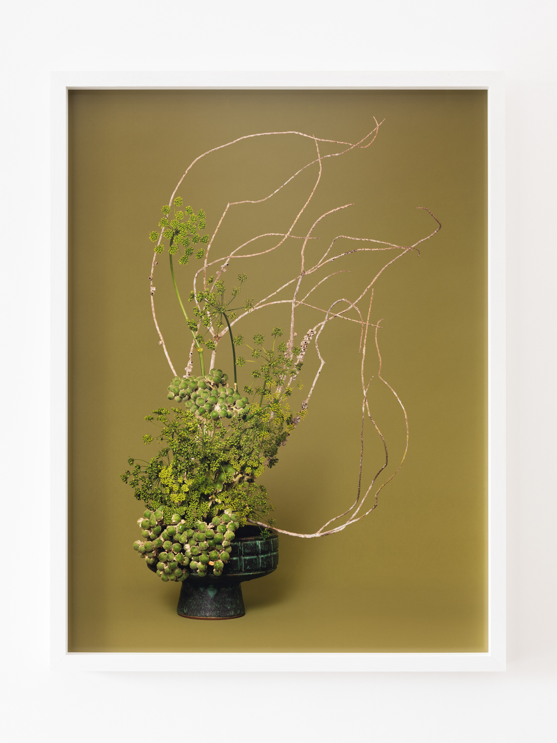 The Herbalist, Parsley (Petroselinum sp.) (2021), pigment print, installation detail: A Lovers’ Herbal, PHOTO OP. Photo: Hamish McLaren, Skar Image Lab.