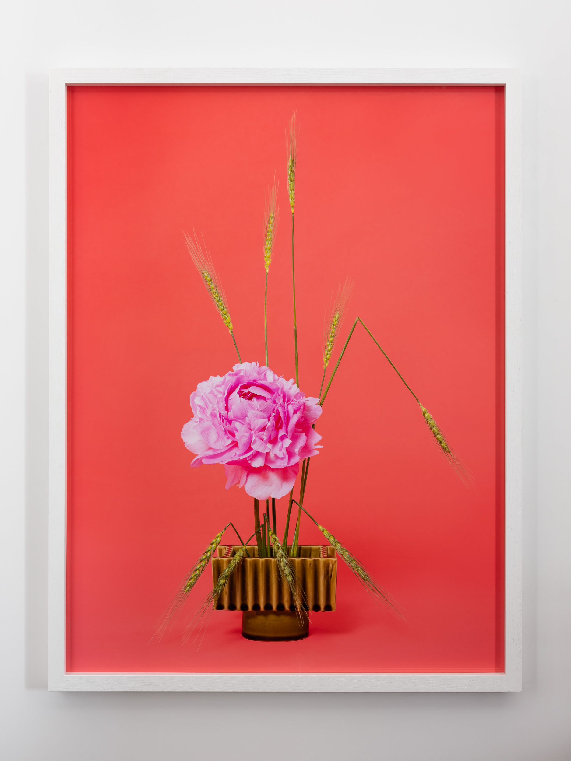 The Influencer, Peony (Paeonia sp.) (2020), pigment print, installation detail: A Lovers’ Herbal, PHOTO OP. Photo: Hamish McLaren, Skar Image Lab.
