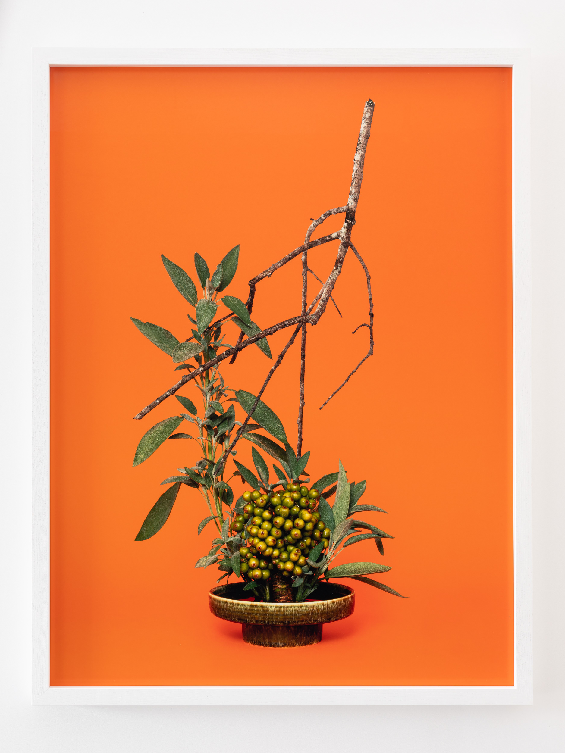 The Sybil, Sage (Salvia sp.) (2020), pigment print, installation detail: A Lovers’ Herbal, PHOTO OP. Photo: Hamish McLaren, Skar Image Lab.