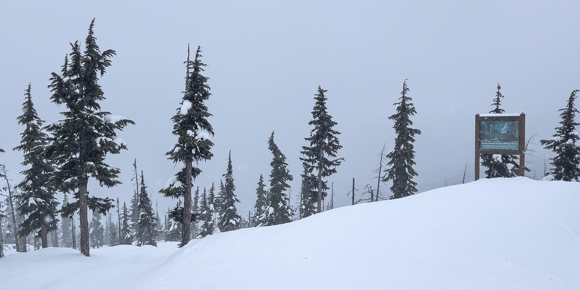 Whistler with the Family
