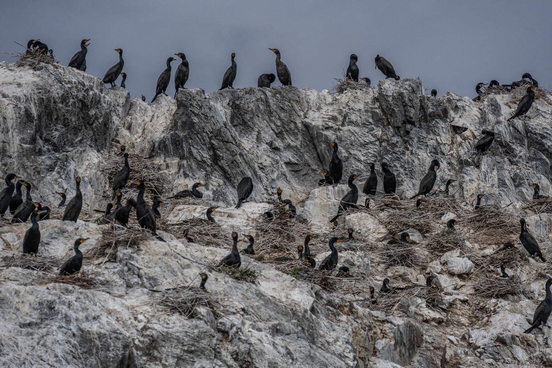 Nesting in June, Lake of the Woods