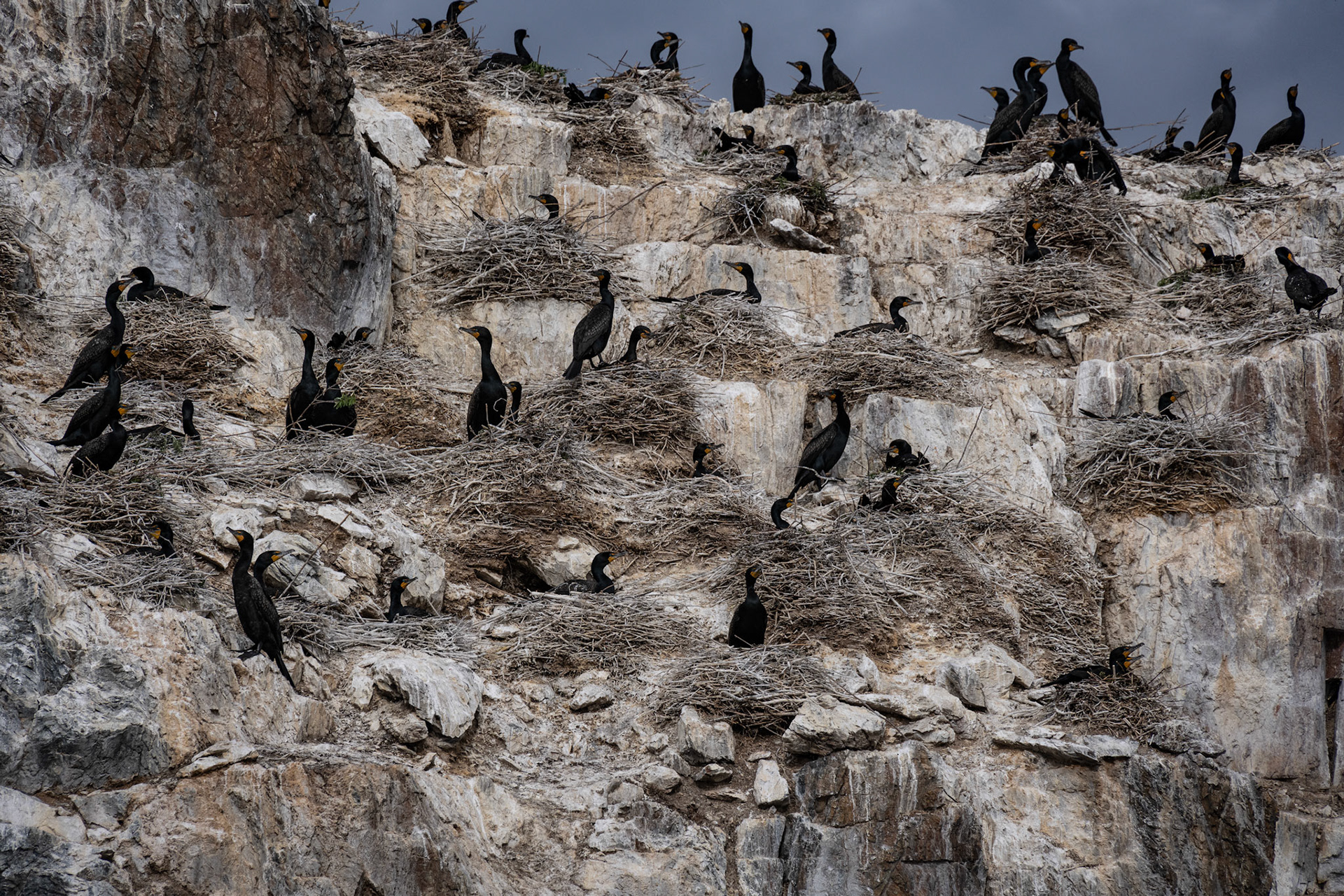 Nesting in June, Lake of the Woods