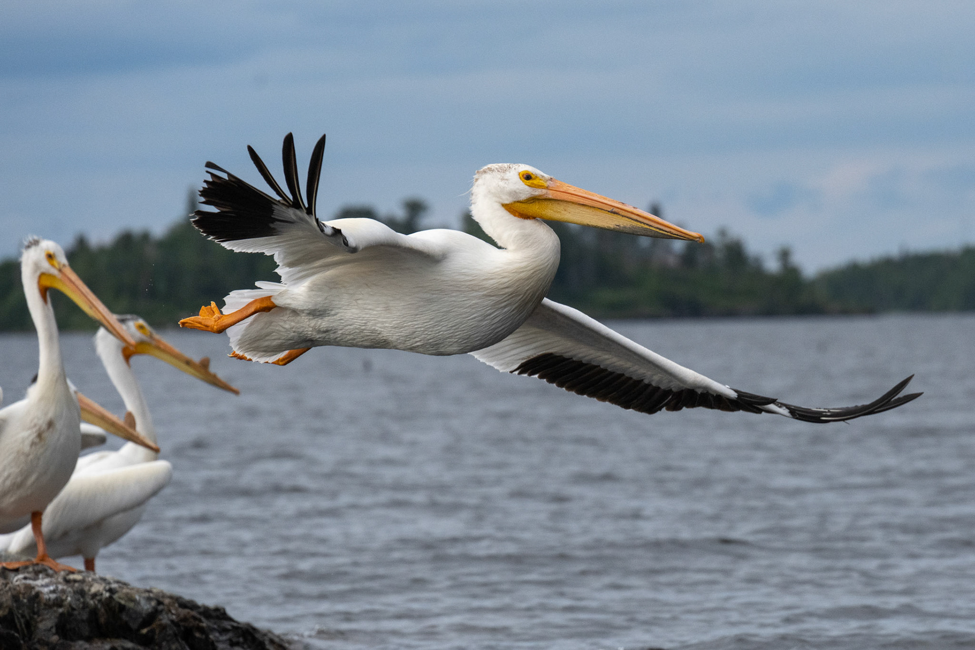 Lake of the Woods in June