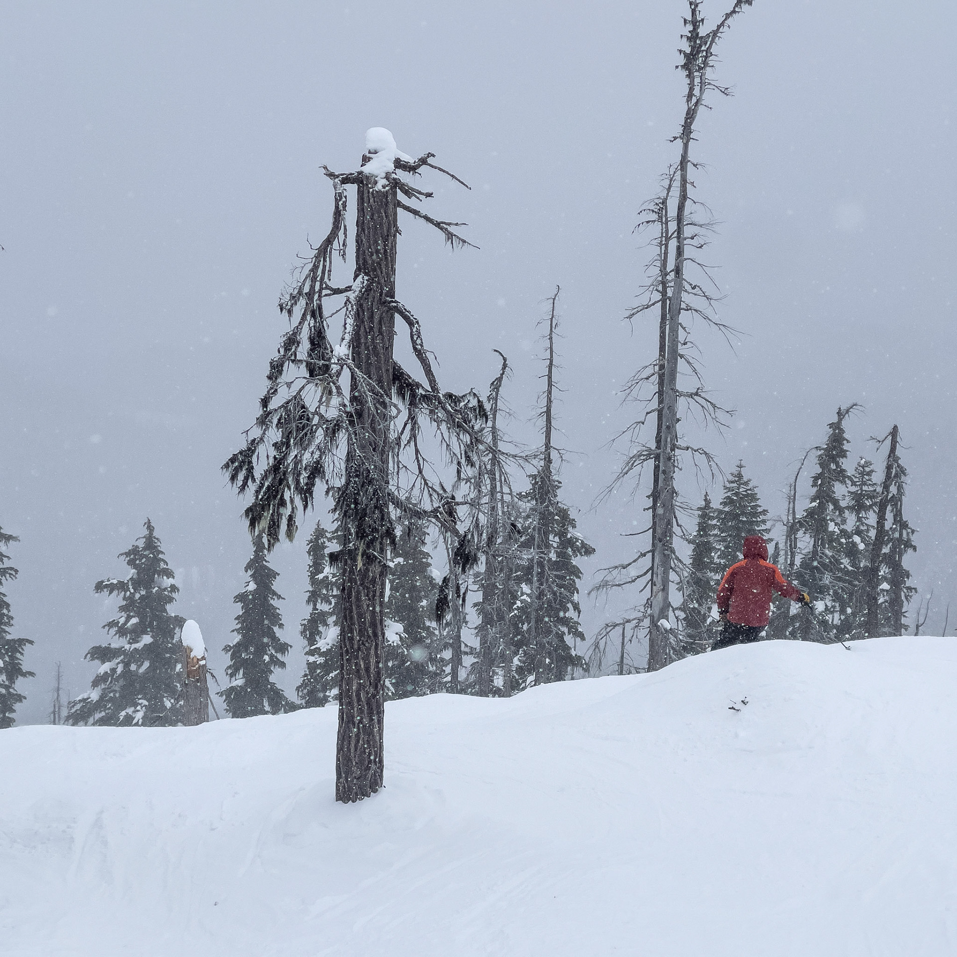 Whistler with the Family