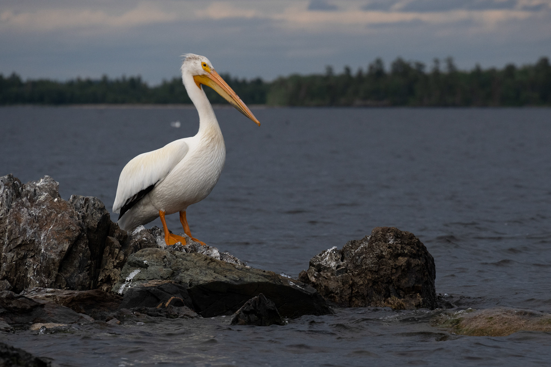 Lake of the Woods in June