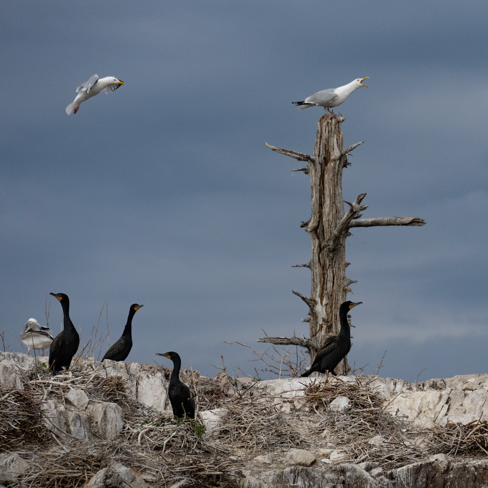 Lake of the Woods in June