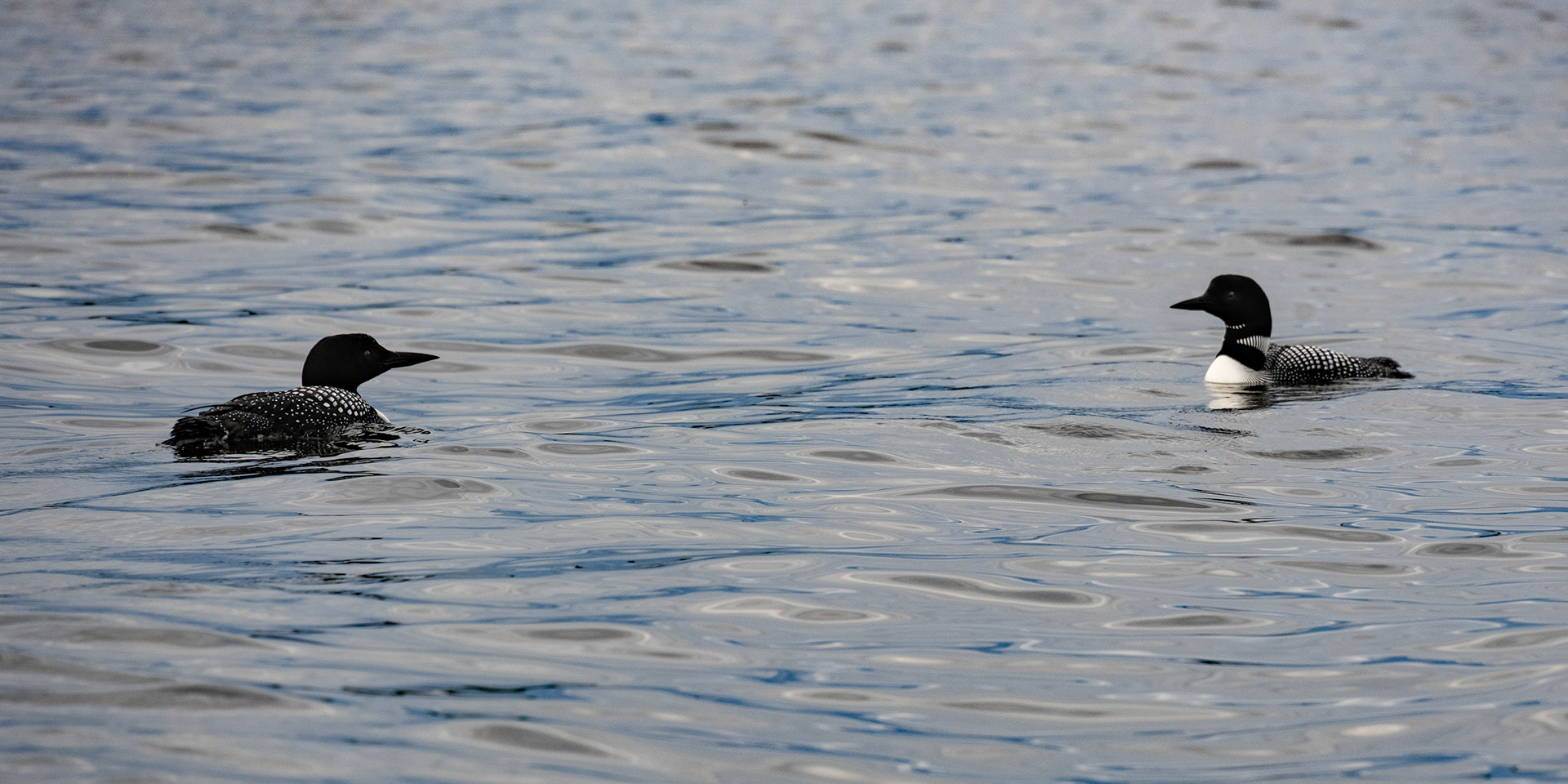 First Loons seen this season