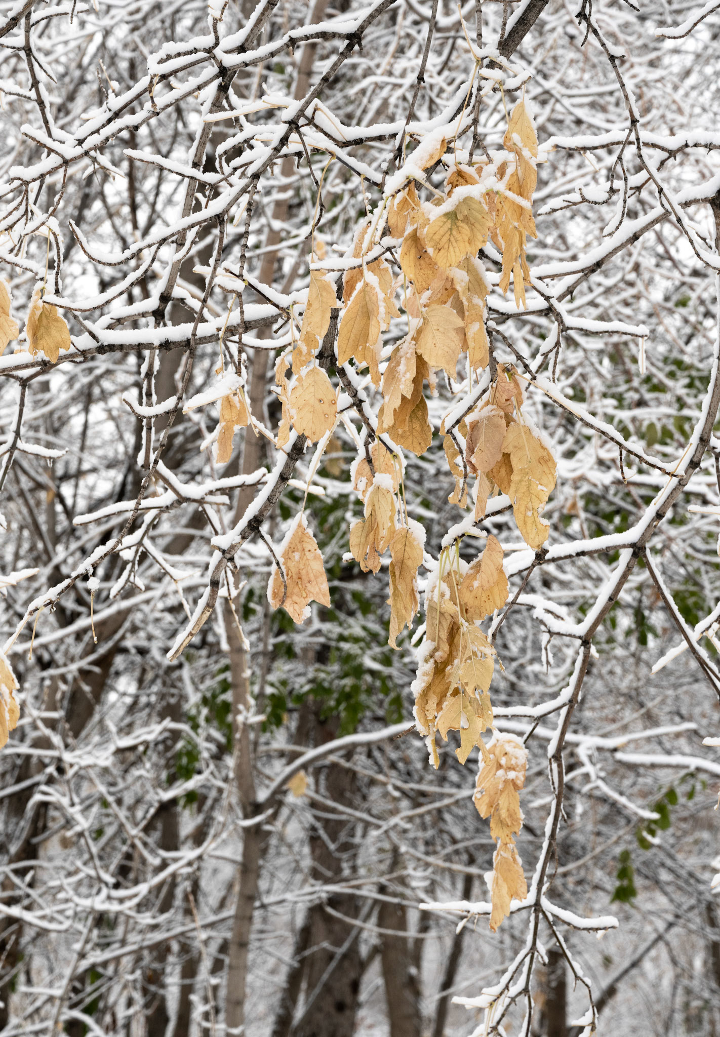 Snow in October