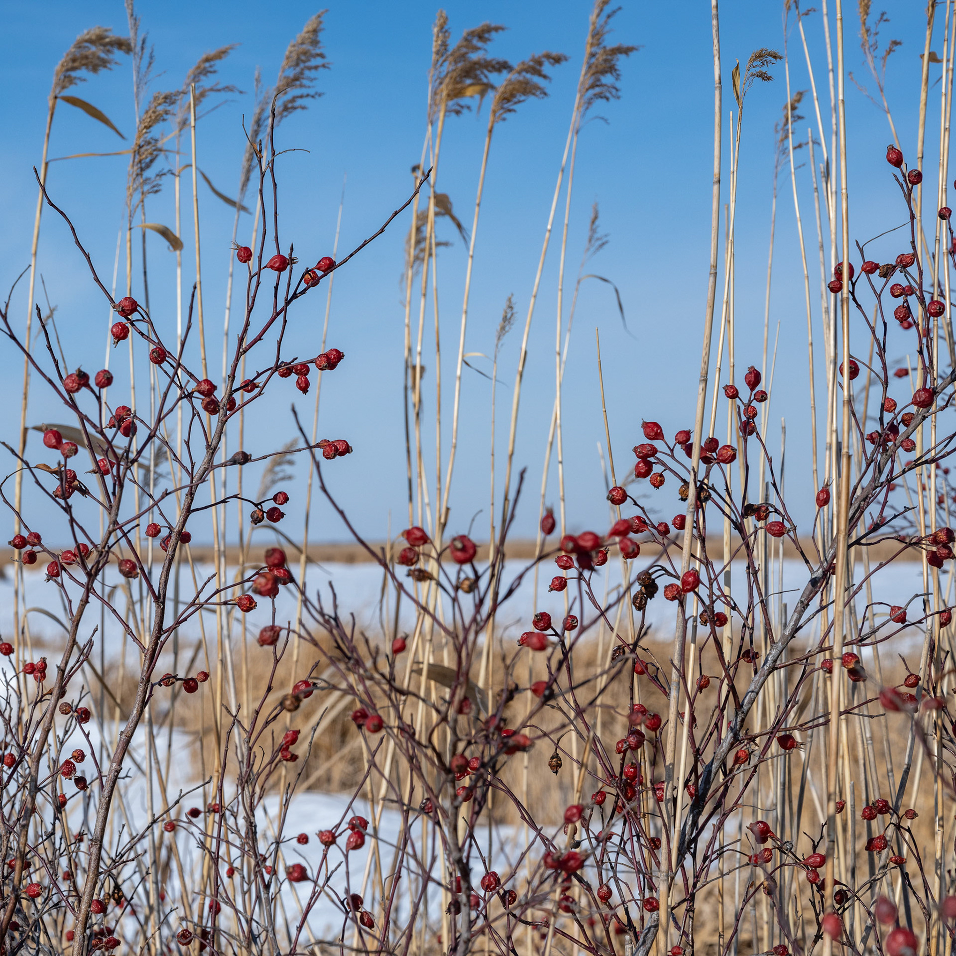 one of North America's birding hotspots in the Rural Municipality of Rockwood