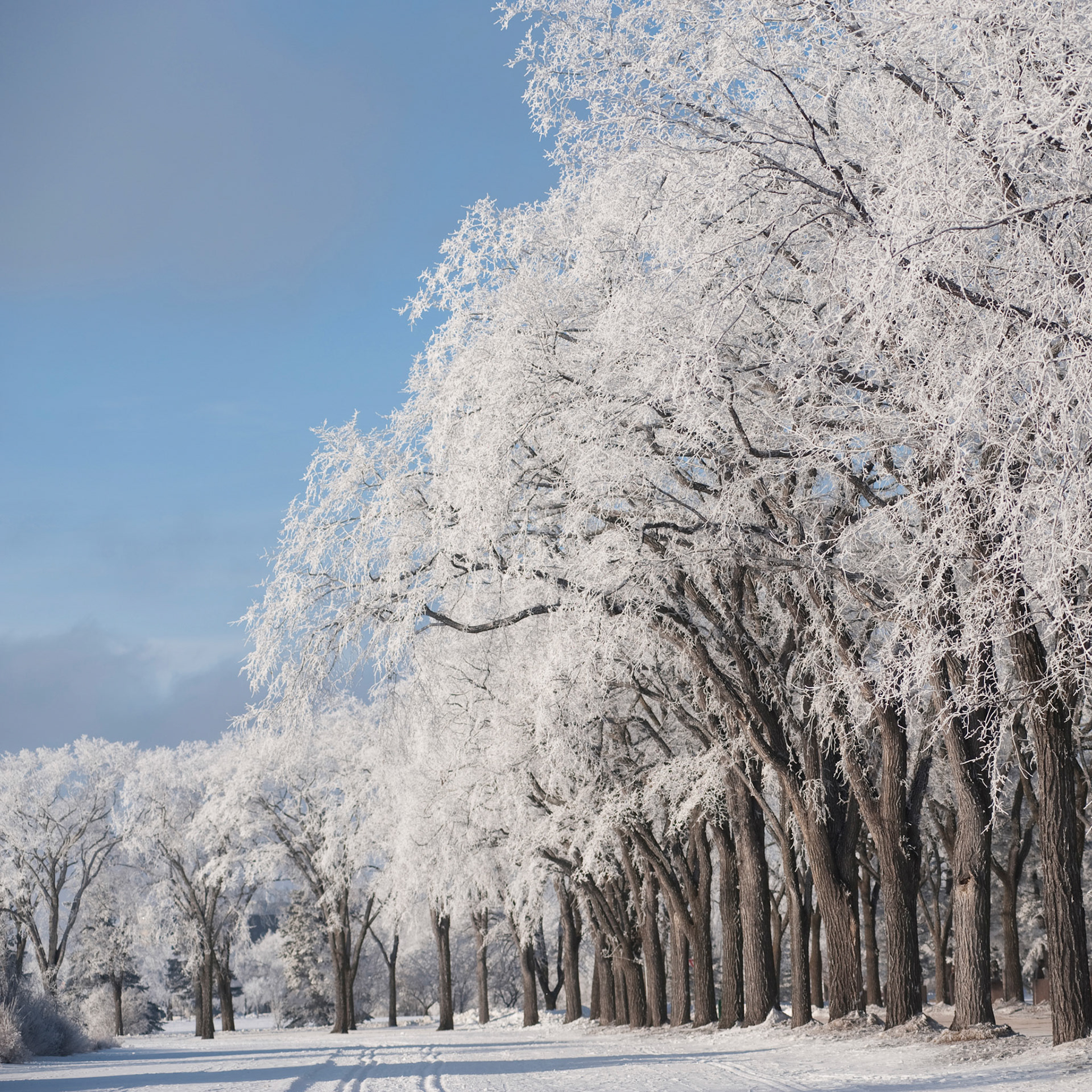 Winnipeg, Winter Frost