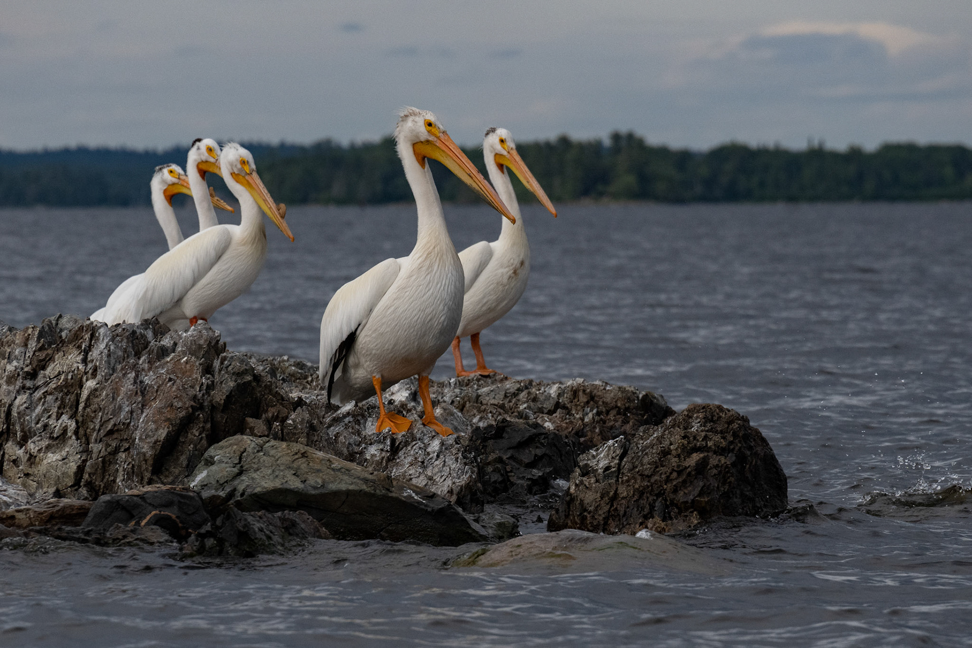 Lake of the Woods in June