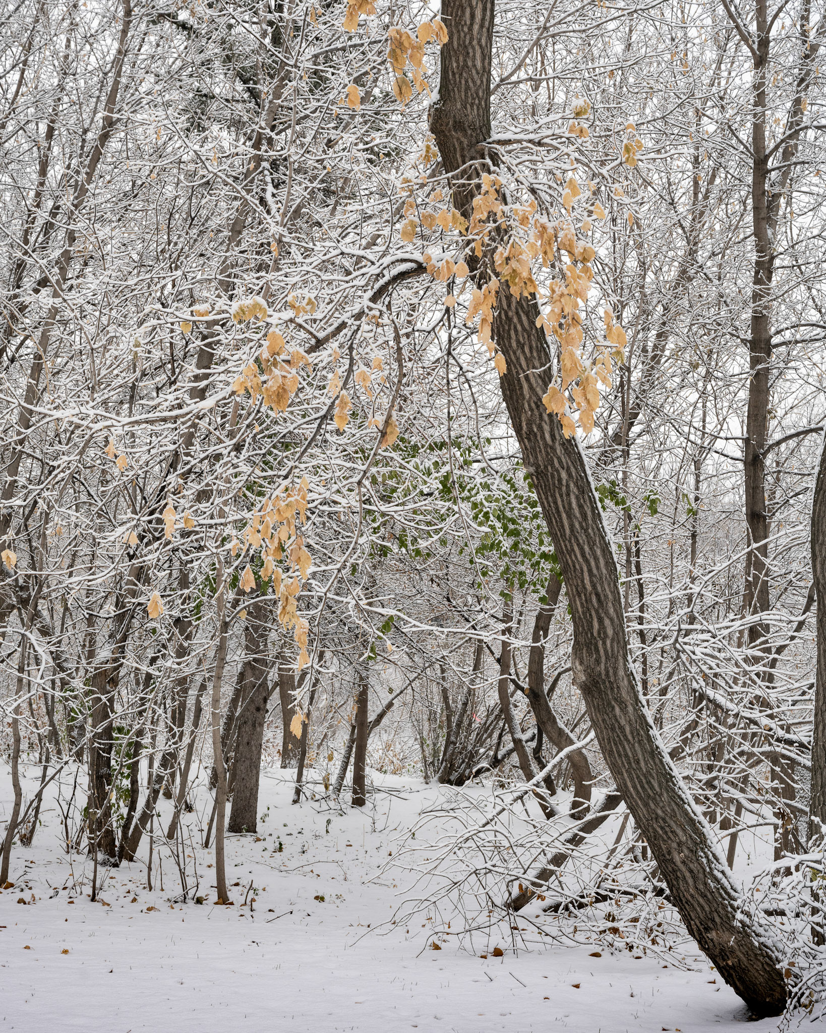 Snow in October