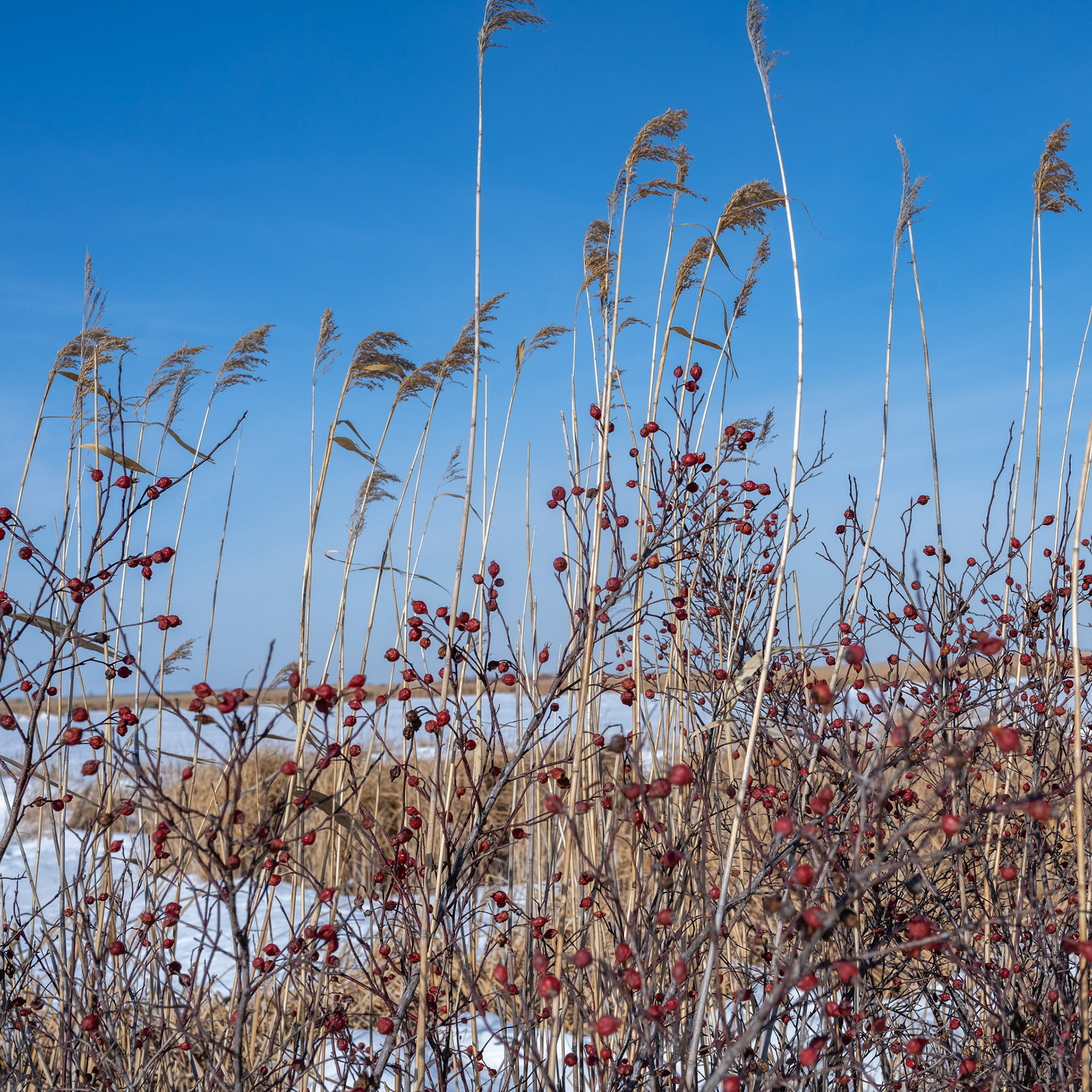 one of North America's birding hotspots in the Rural Municipality of Rockwood