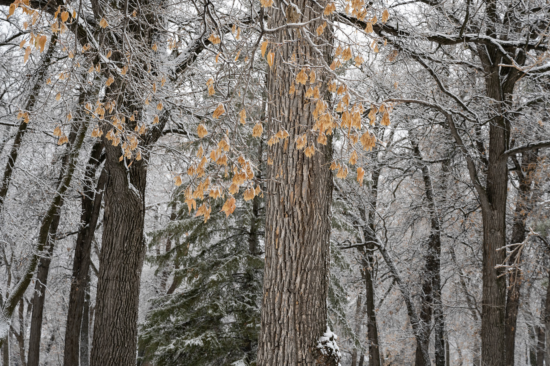Snow in October