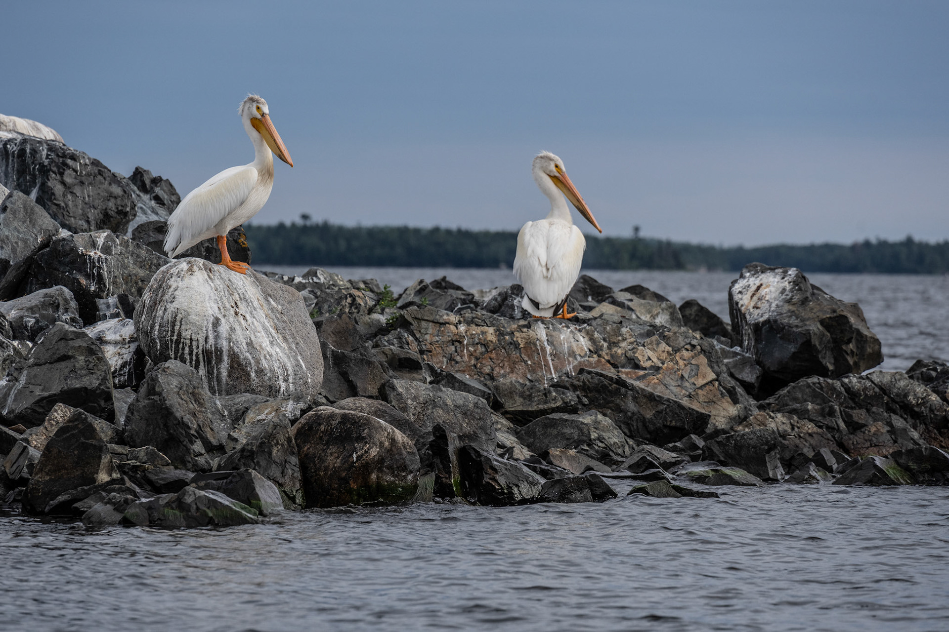 Lake of the Woods in June